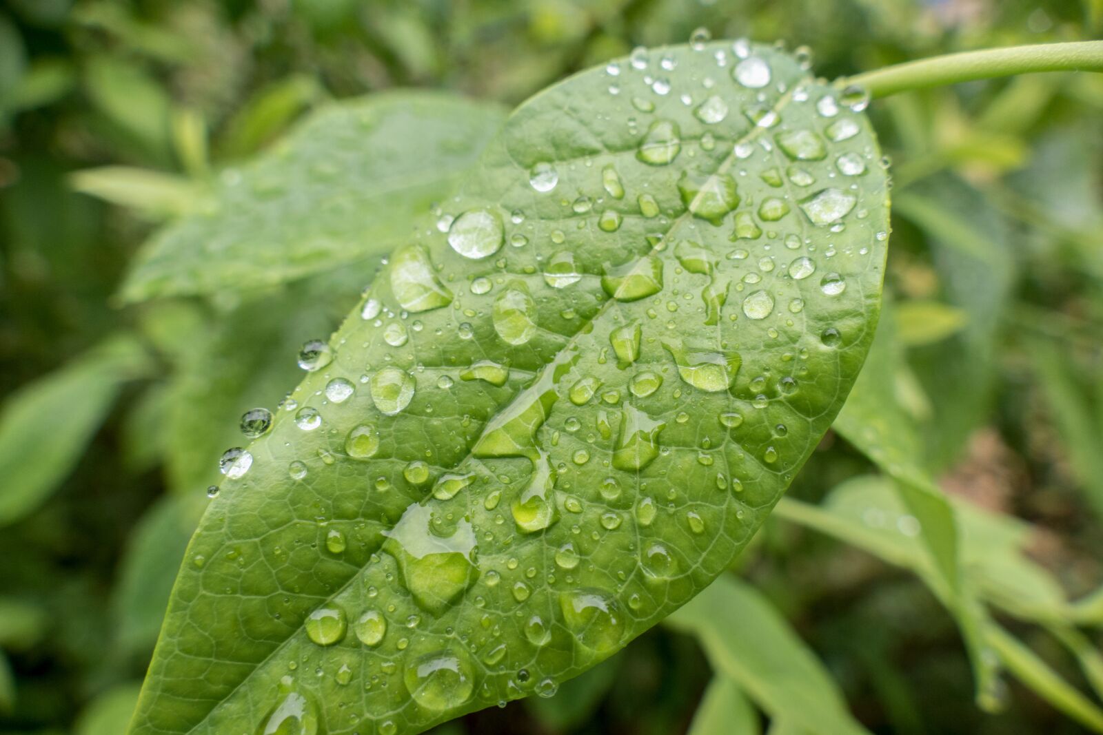Panasonic Lumix DMC-FZ1000 sample photo. Leaf, rain, leaves photography
