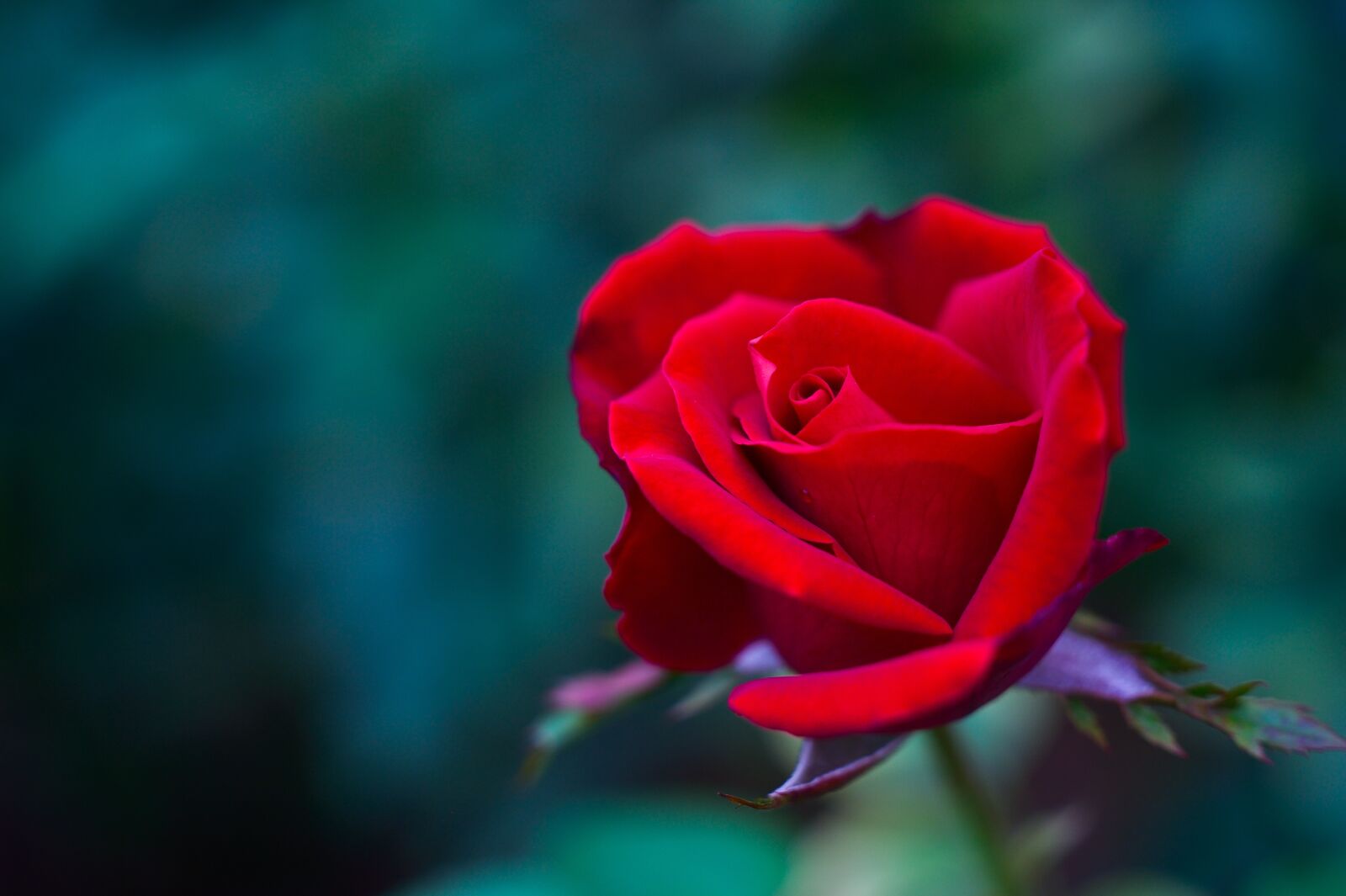 Nikon Df sample photo. Natural, landscape, plant photography