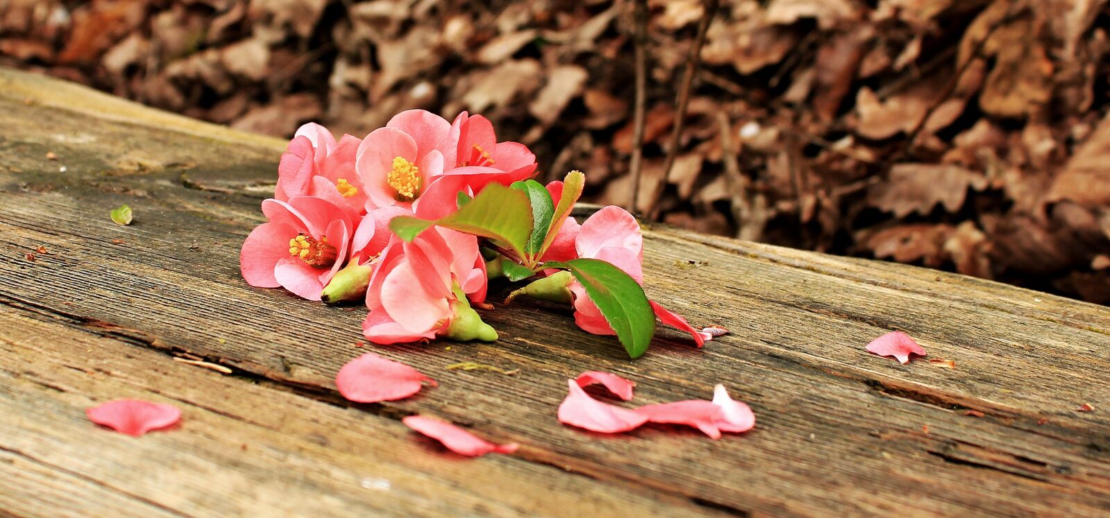 Canon EOS 550D (EOS Rebel T2i / EOS Kiss X4) sample photo. Blossom, bloom, bank photography