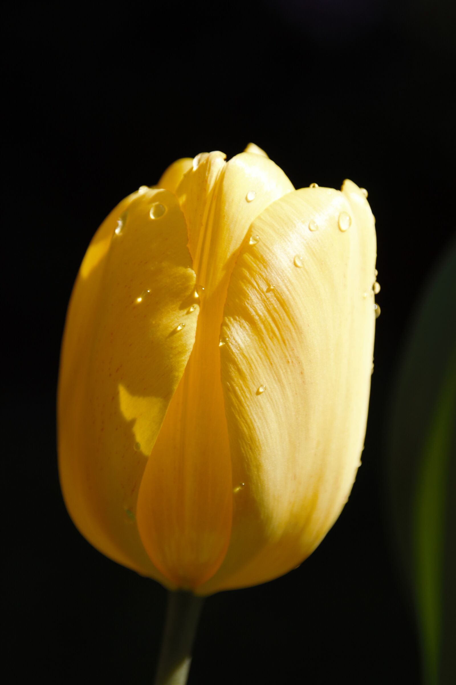 Canon EOS 500D (EOS Rebel T1i / EOS Kiss X3) sample photo. Tulip, colorful, tulips photography