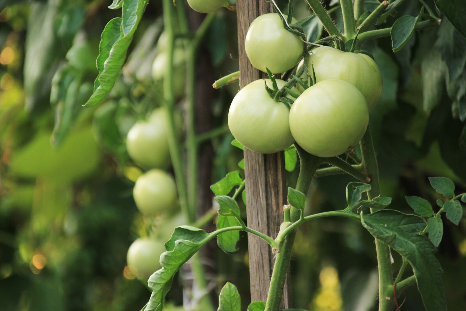 Canon EOS 550D (EOS Rebel T2i / EOS Kiss X4) sample photo. Tomatoes, vegetables, garden photography