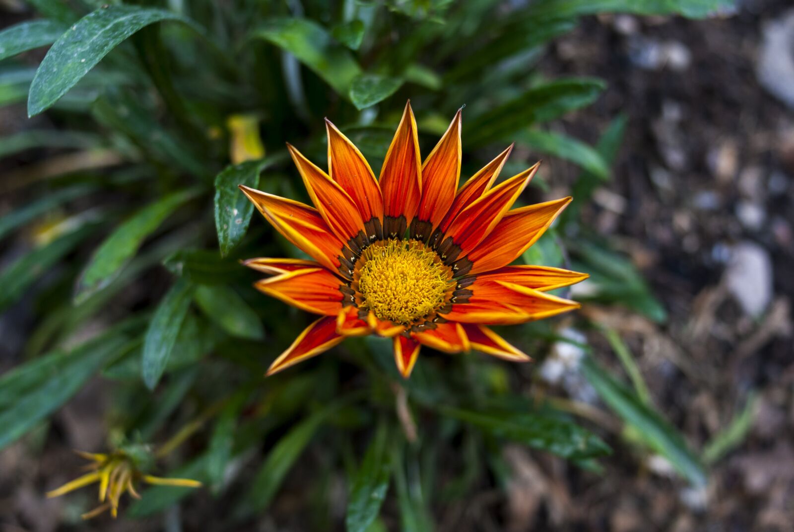Nikon D60 sample photo. Nature, plant, flower photography