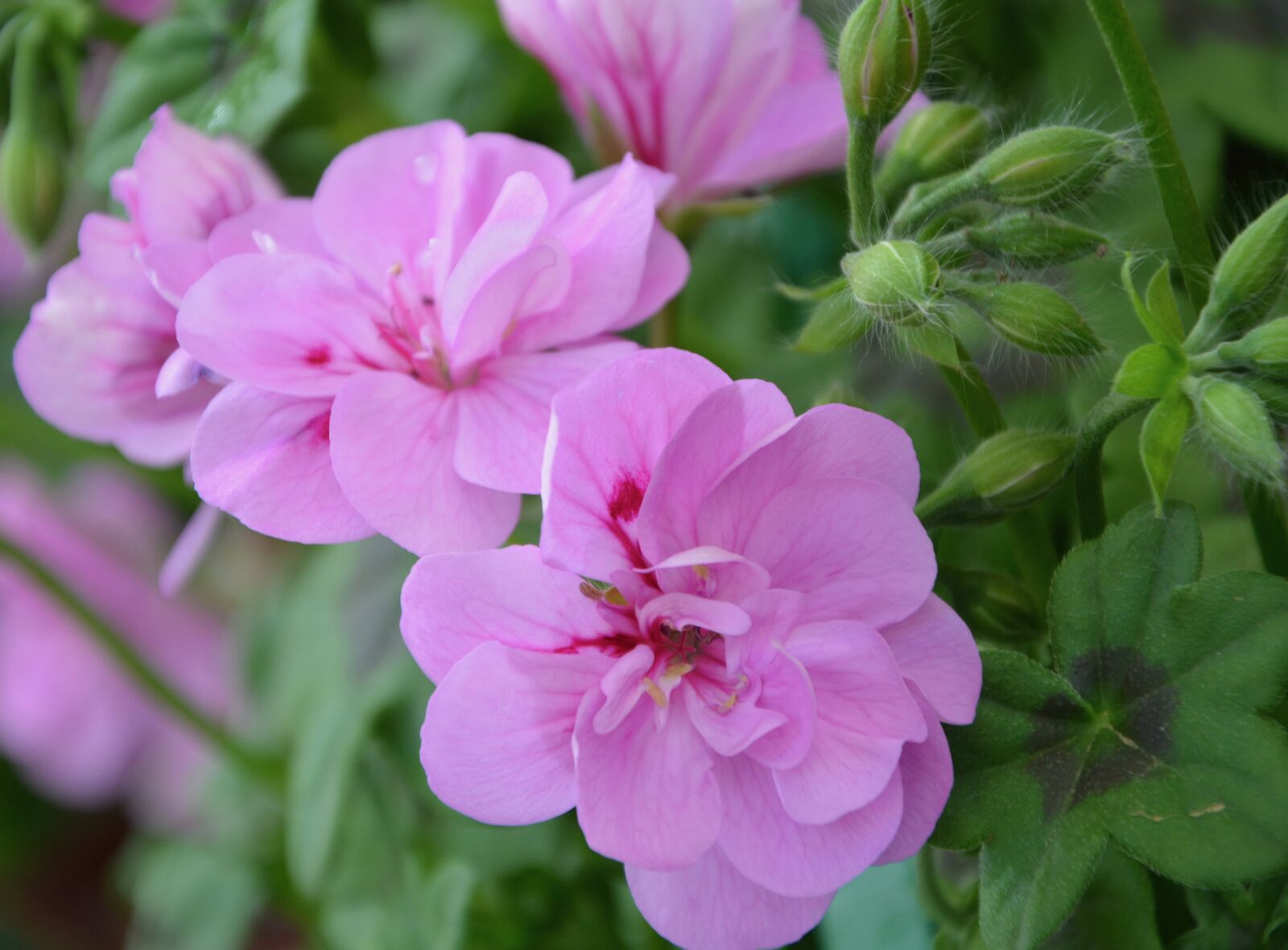 Nikon D5200 sample photo. Pink flower, rose geranium photography