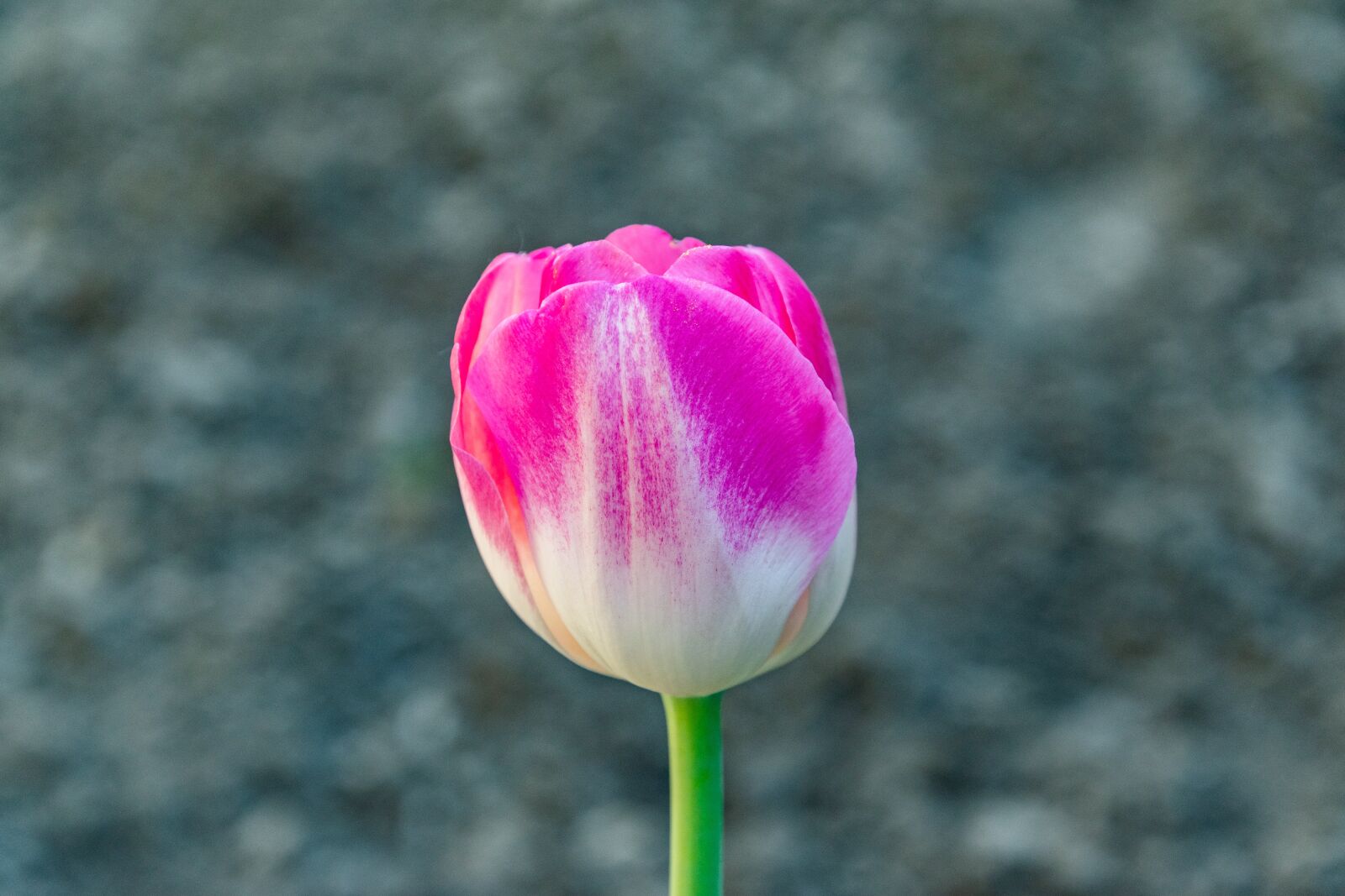 Nikon D3300 sample photo. Flower, tulip, spring photography