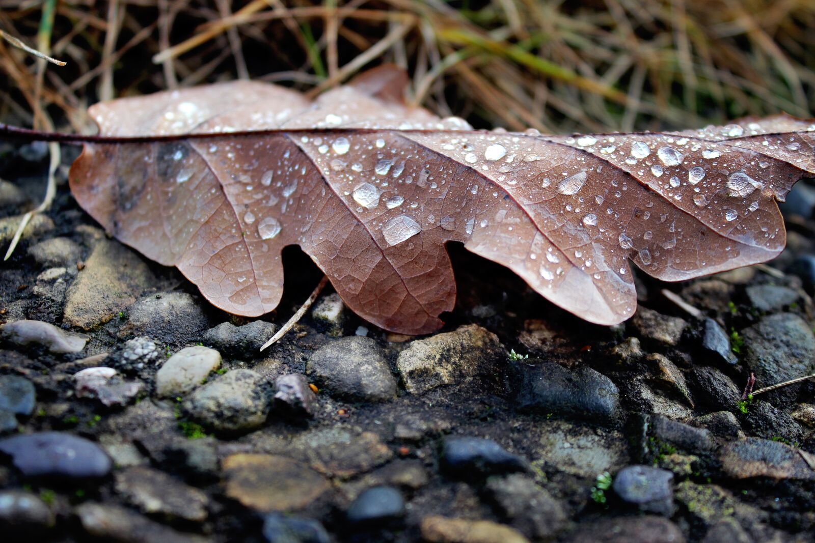 Canon EOS 600D (Rebel EOS T3i / EOS Kiss X5) sample photo. Leaf, autumn, drip photography