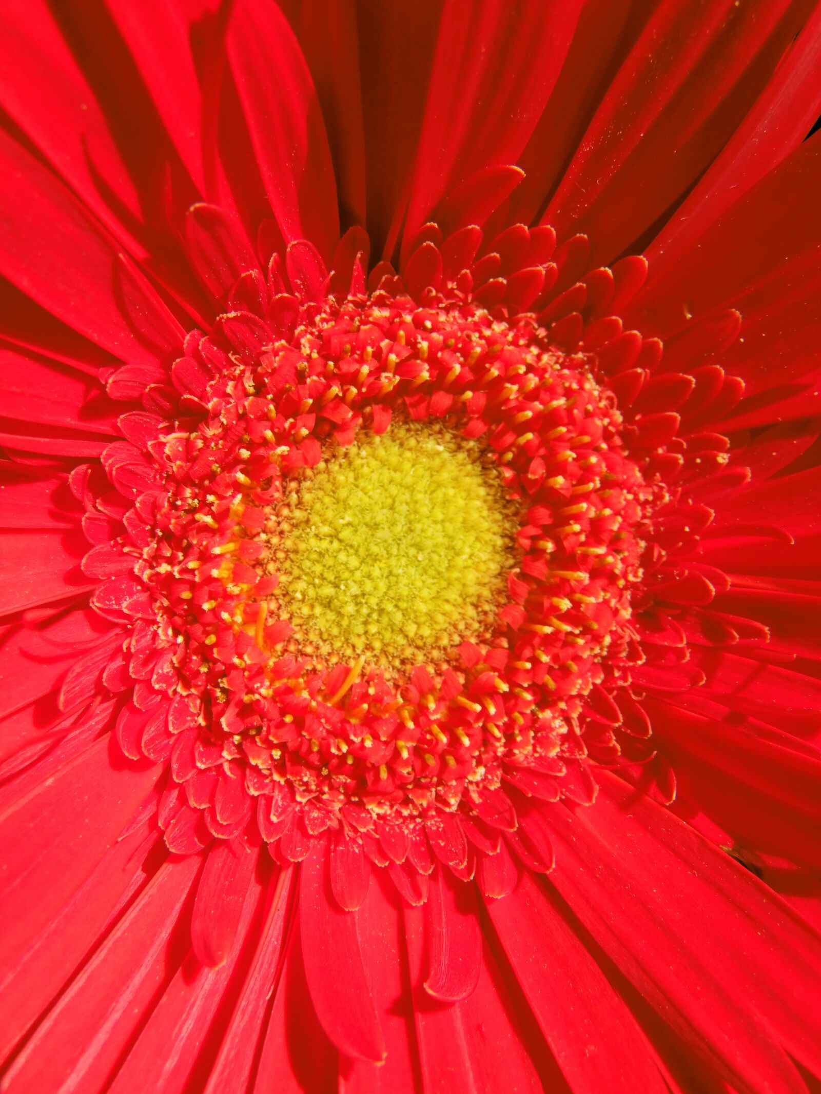Fujifilm FinePix S100fs sample photo. Gerbera, red, cut flower photography