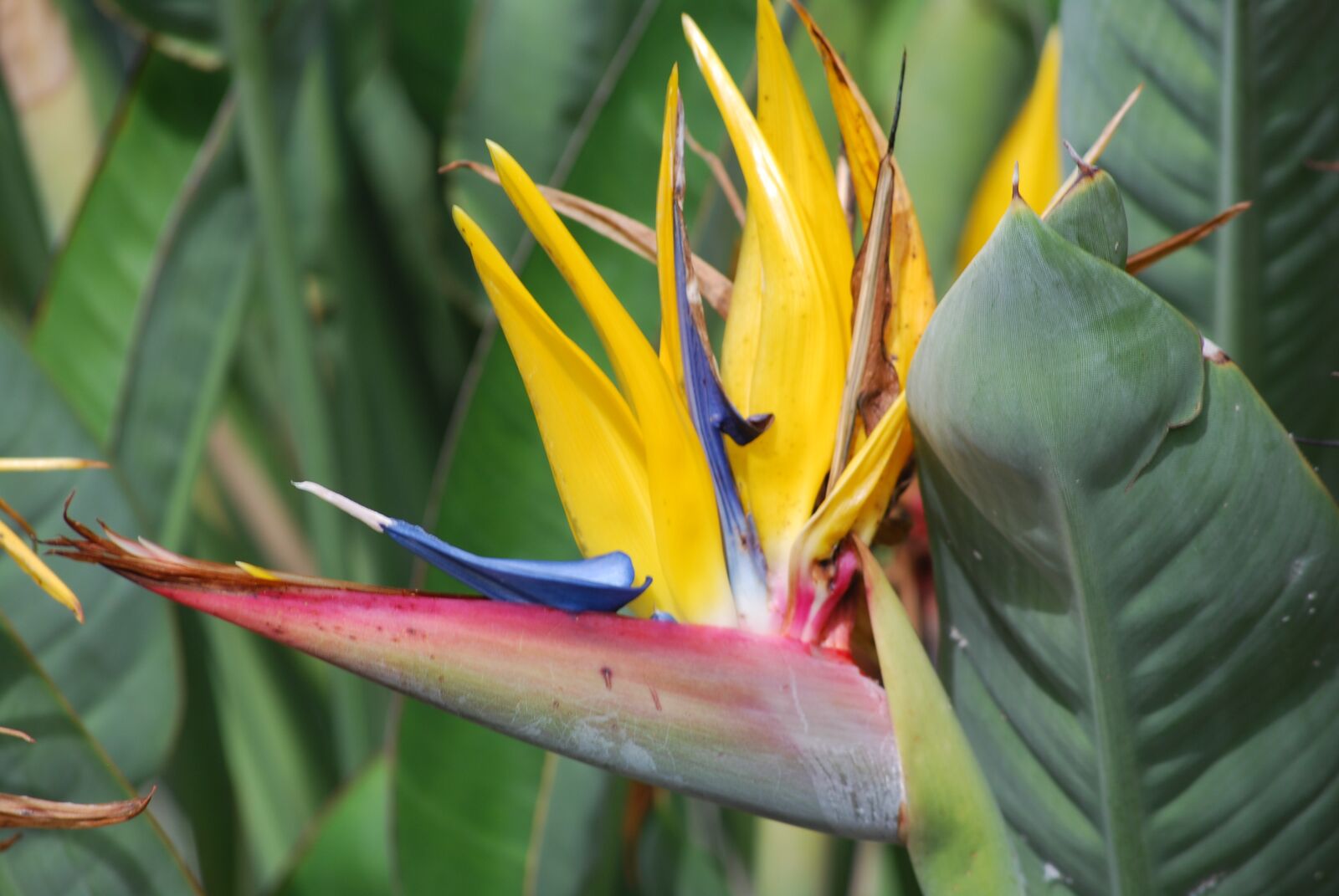 Nikon D60 sample photo. Bird of paradise, flower photography