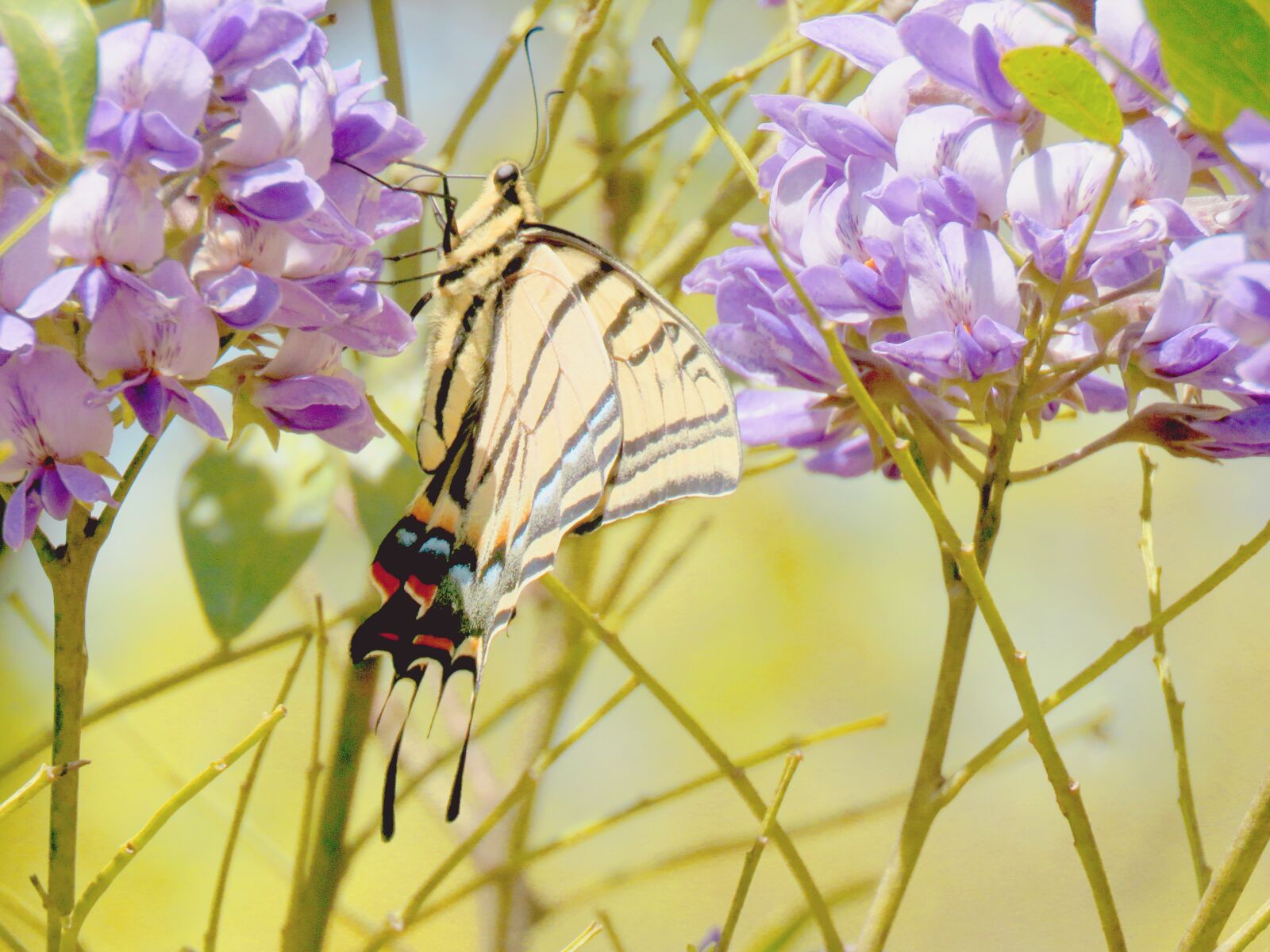 Canon PowerShot SX60 HS sample photo. Butterfly, natural, yellow photography