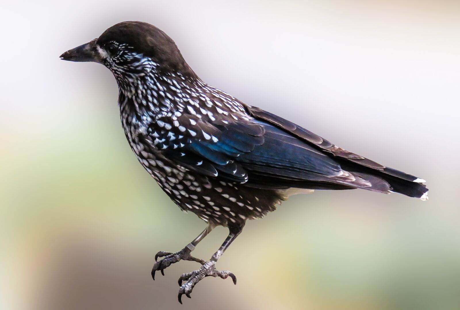 Canon PowerShot SX710 HS sample photo. Animal, bird, nutcracker photography