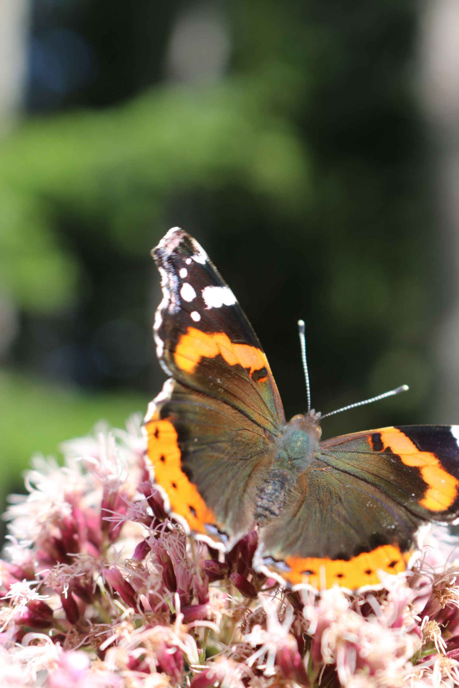 Canon EOS 70D + Canon EF-S 18-55mm F3.5-5.6 IS STM sample photo. De, butterfly, flower photography