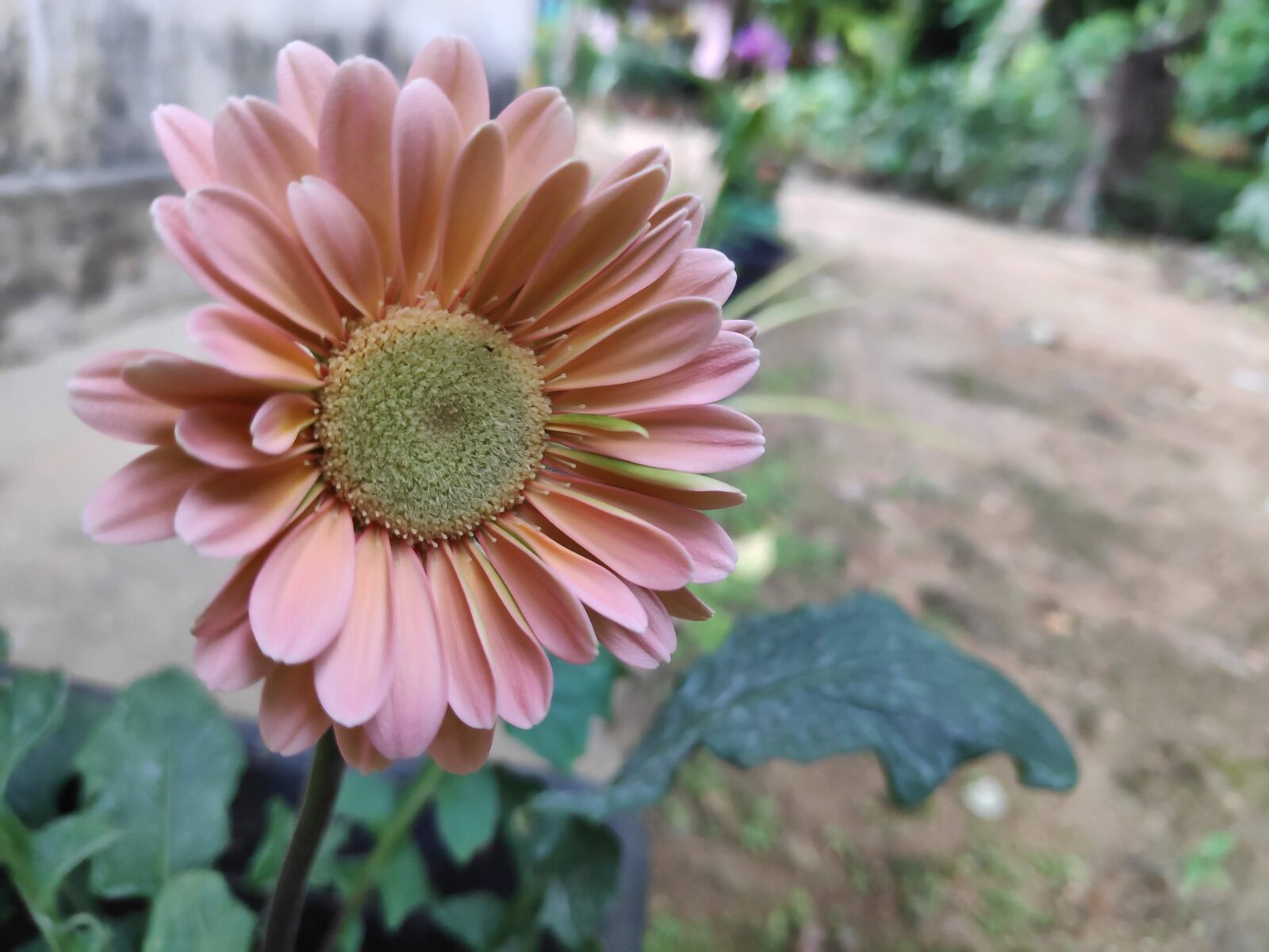 Xiaomi POCO F1 sample photo. Flower, nature, green photography