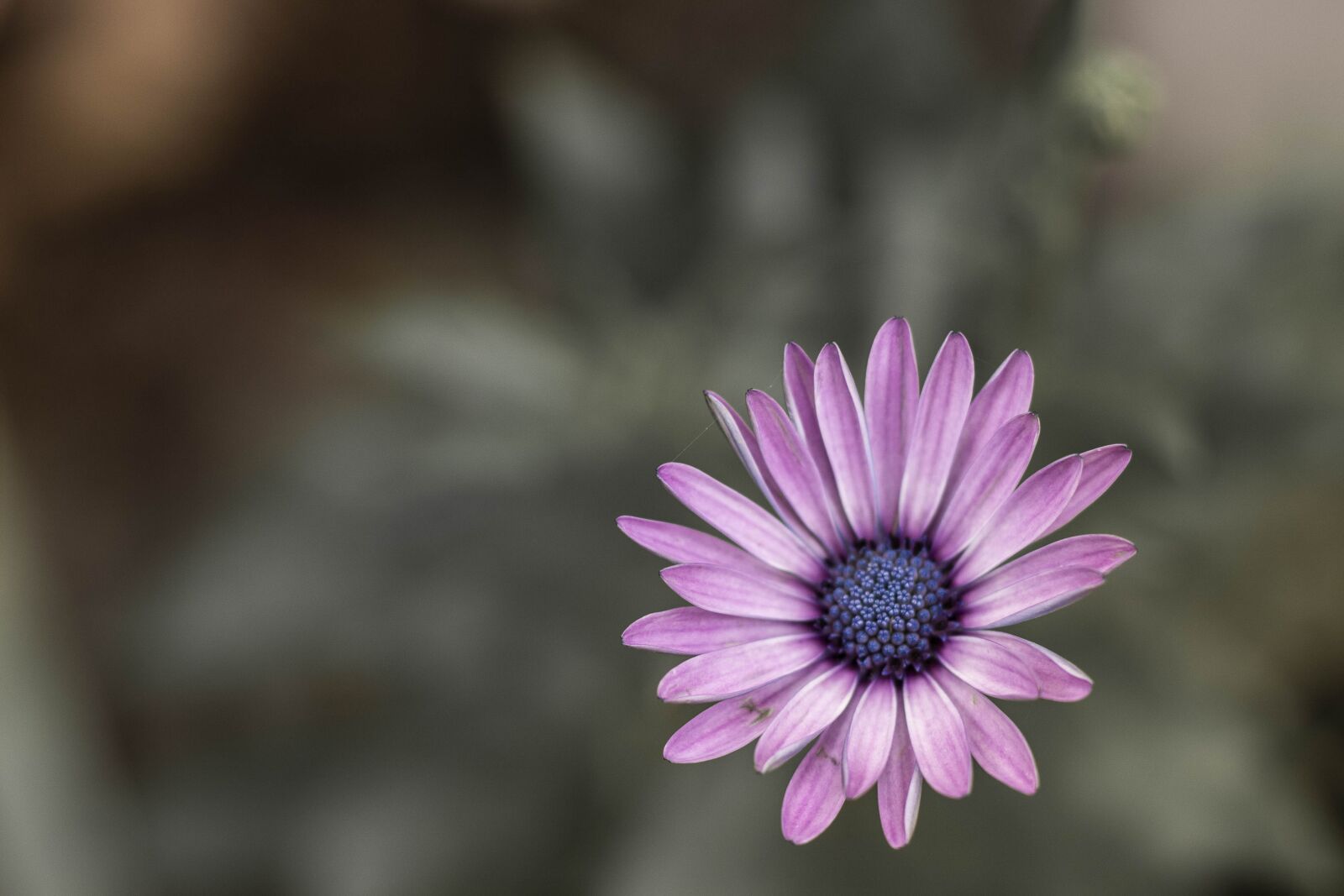 Canon EOS 750D (EOS Rebel T6i / EOS Kiss X8i) + Canon EF 50mm F1.8 STM sample photo. Violet, flower, purple flower photography