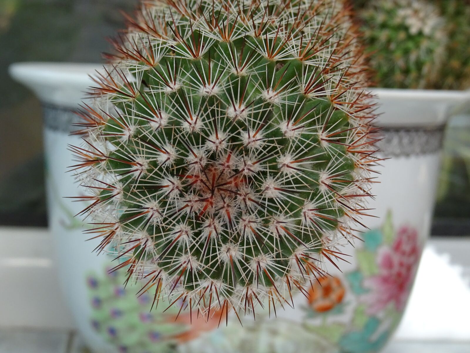 Sony DSC-HX60 sample photo. Cactus, plant, pot photography