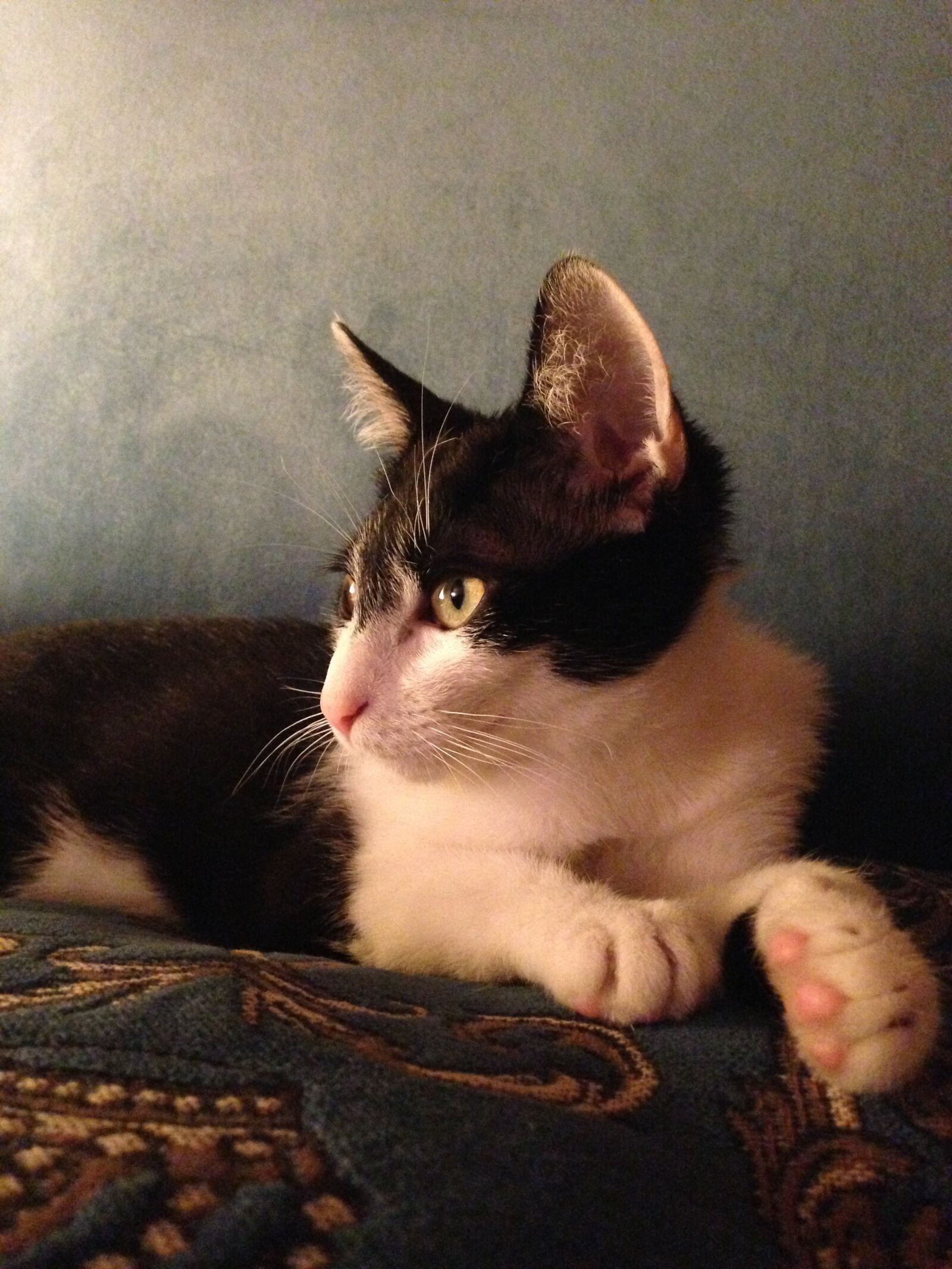 iPhone 5 back camera 4.12mm f/2.4 sample photo. Cat, cute, mammal photography