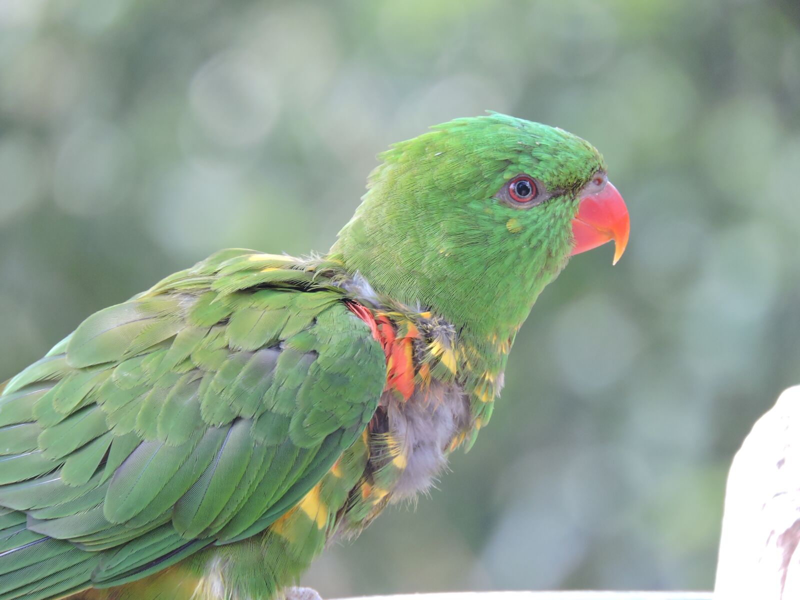 Nikon Coolpix P600 sample photo. Parrot, zoo, bird photography