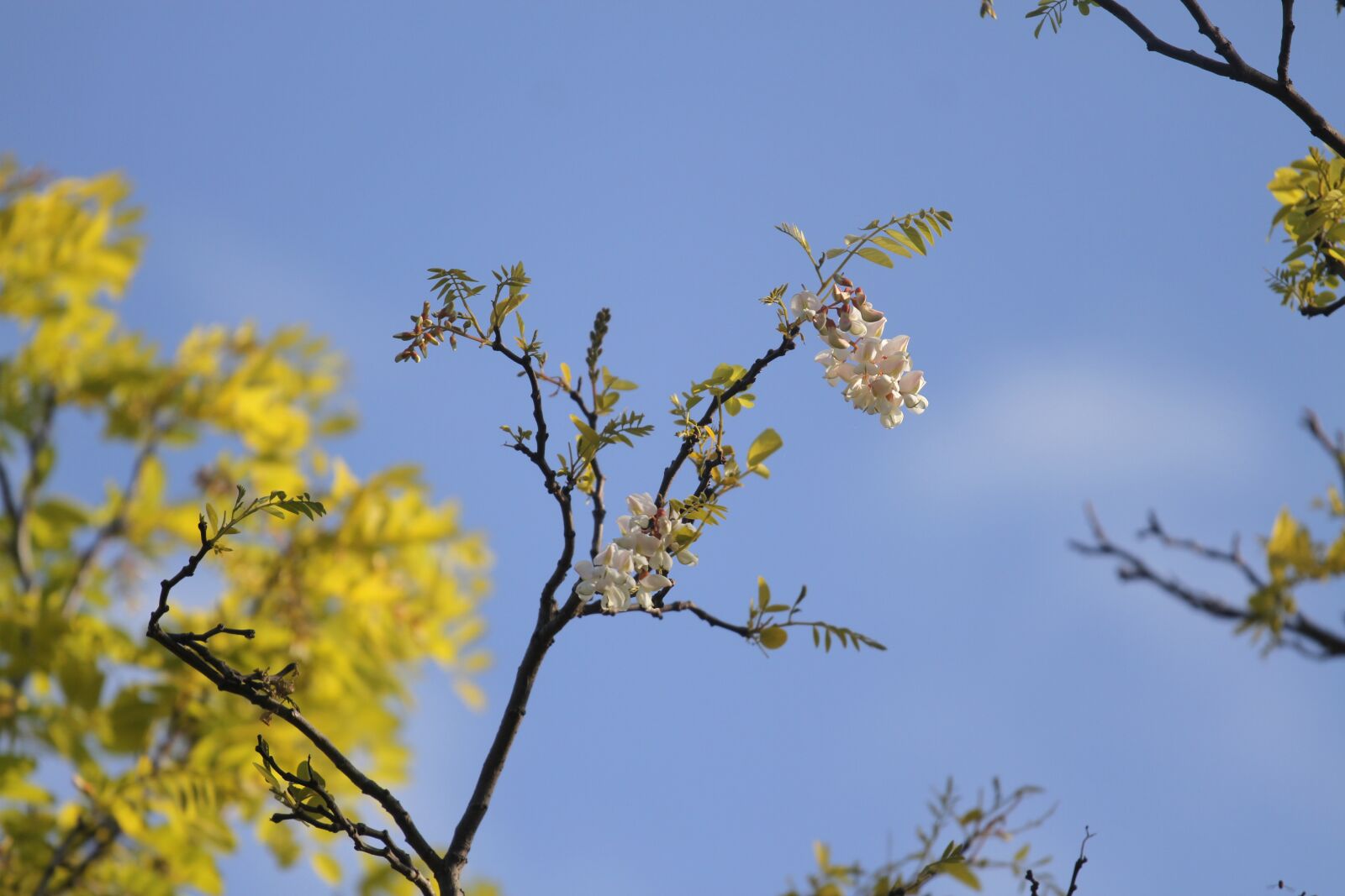 Canon EOS 7D sample photo. Flowers, sky background, spring photography