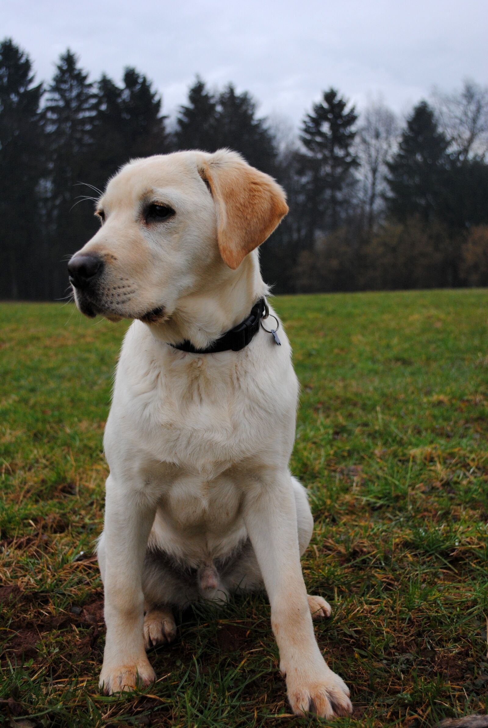 Nikon D3000 sample photo. Dog, labrador, labrador retriever photography