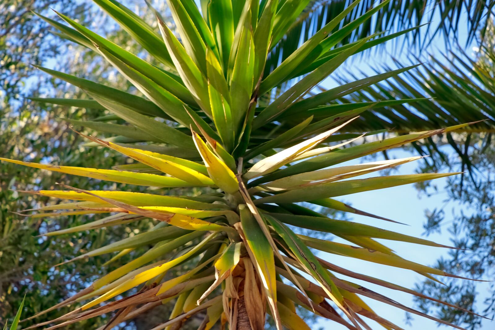 Canon EOS 80D sample photo. Palma, nature, green photography