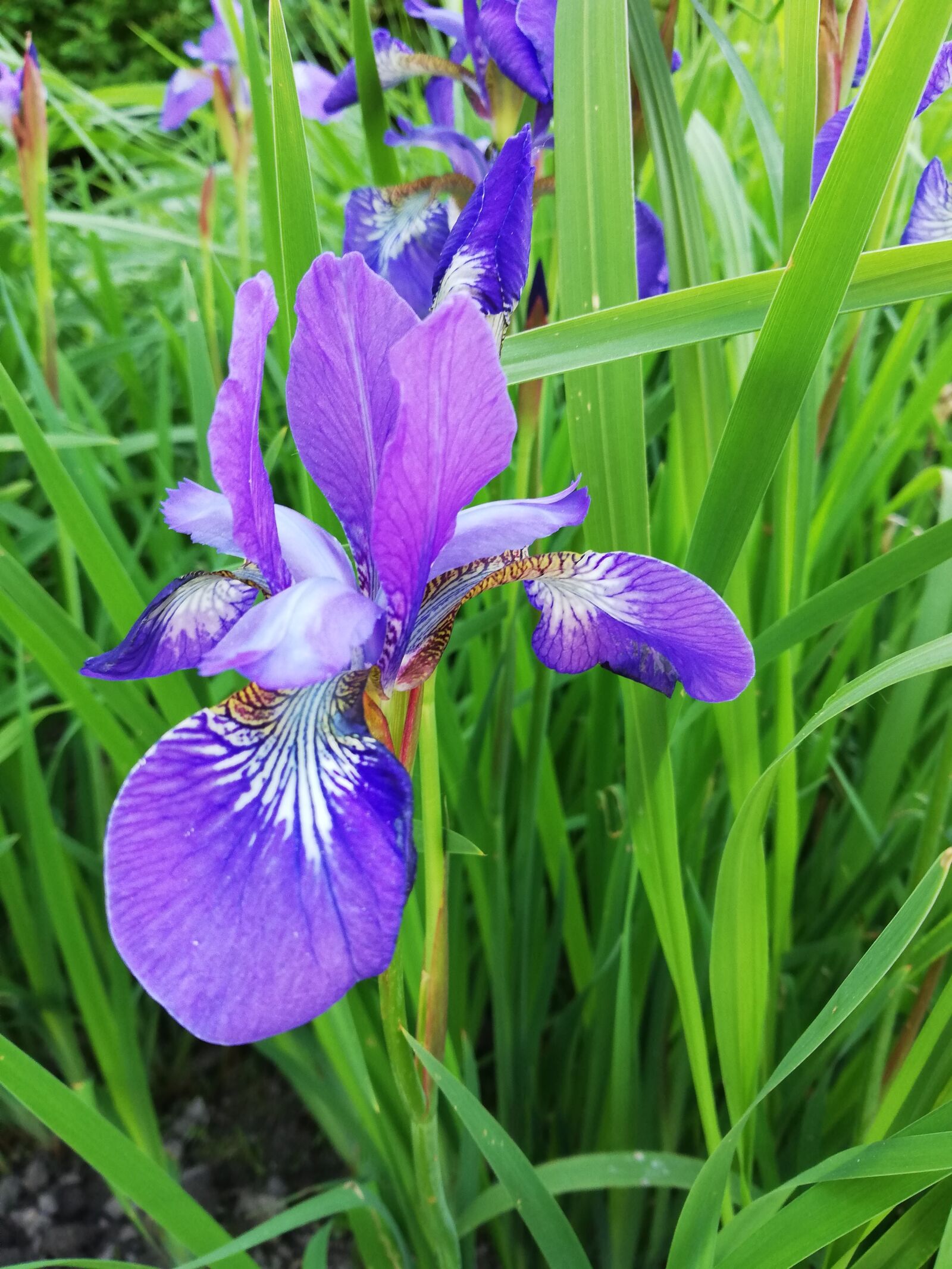 HUAWEI P20 lite sample photo. Iris, a flower garden photography