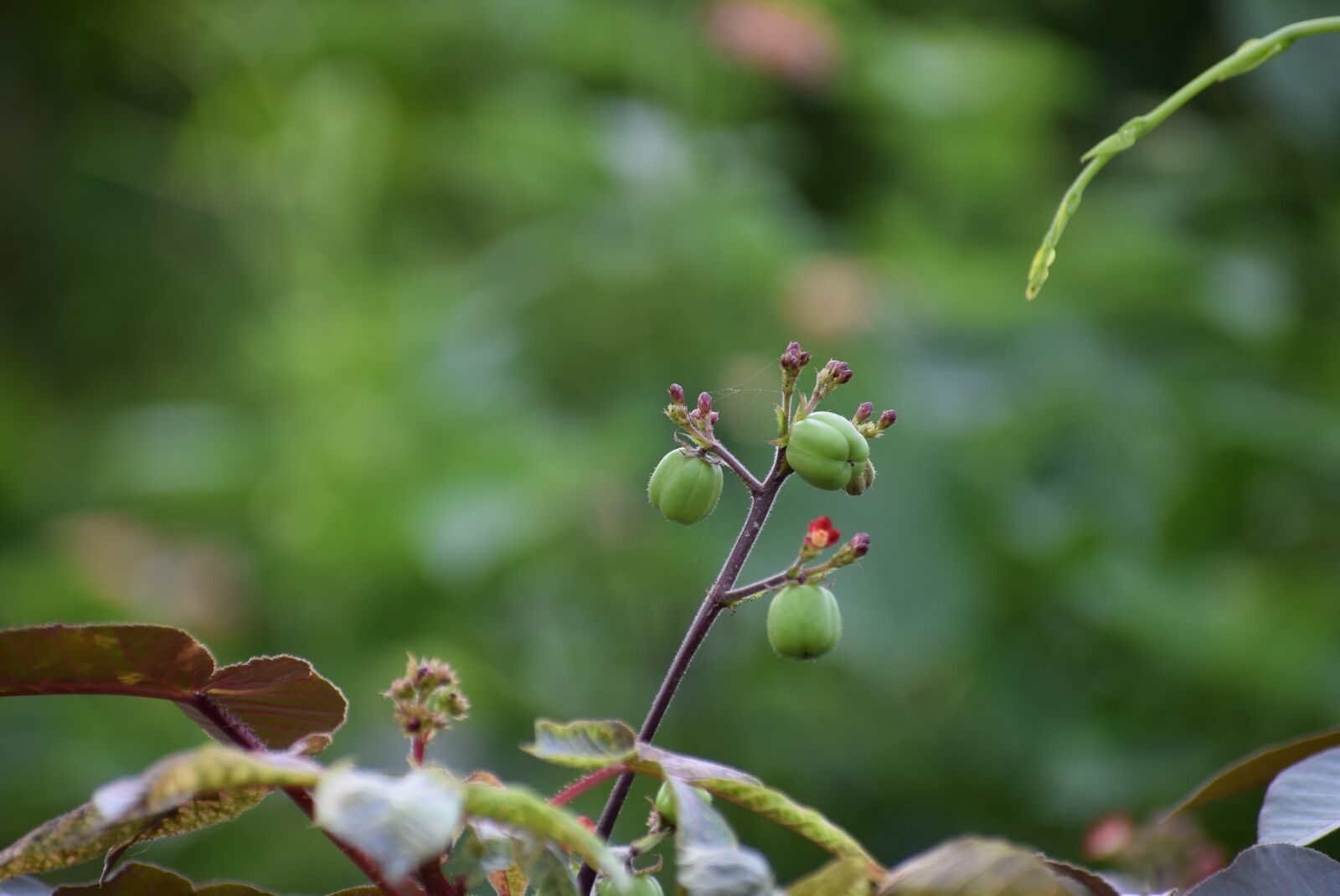 Nikon D5300 sample photo. Nature, fruits, colorful photography