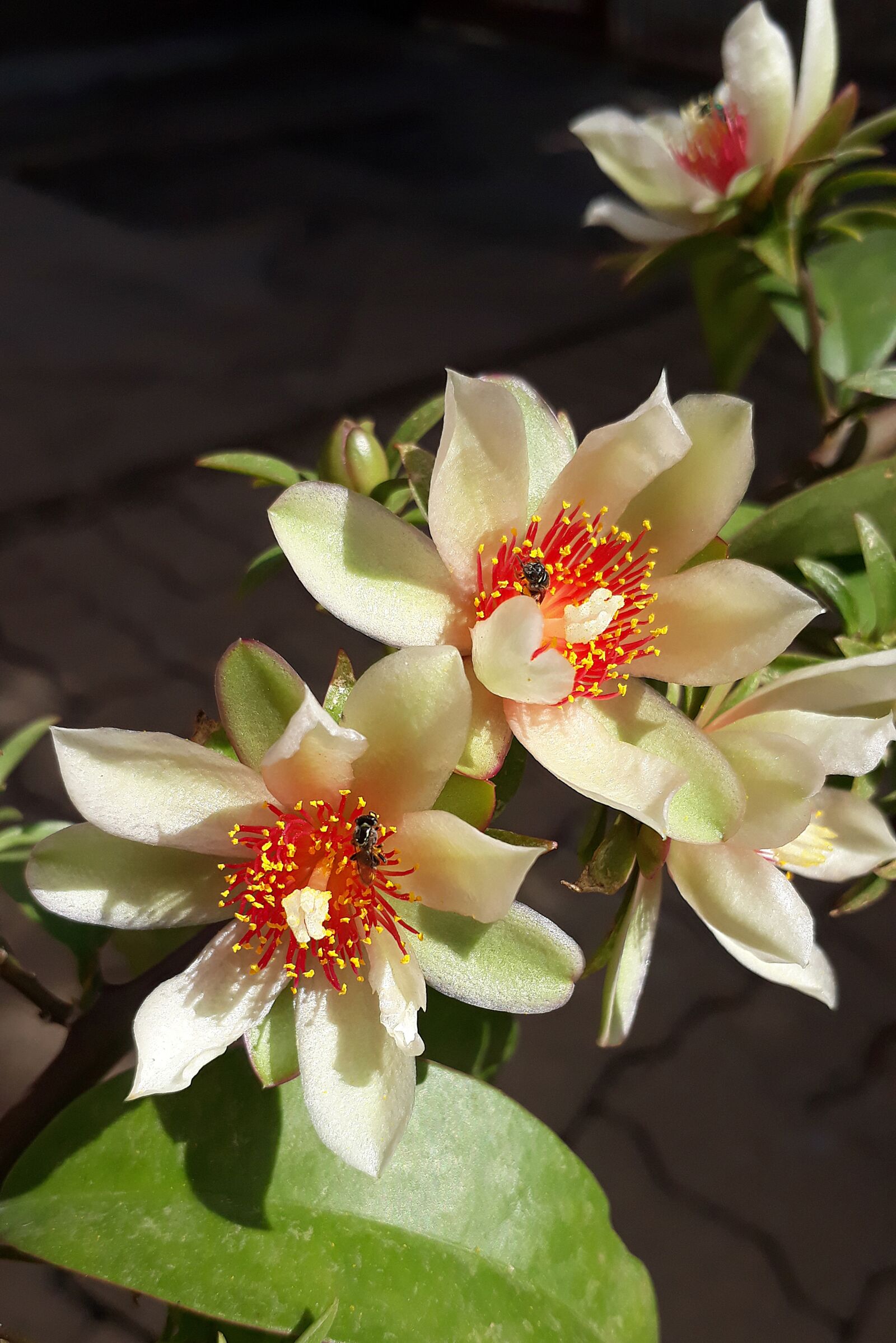 Samsung Galaxy J5 Prime sample photo. Flower, white, flowers photography