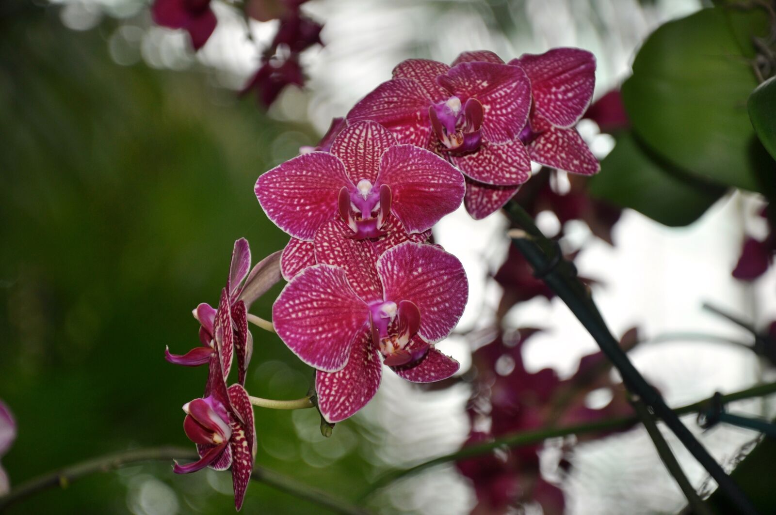 Nikon D5000 sample photo. Orchids, flowers, ny botanical photography
