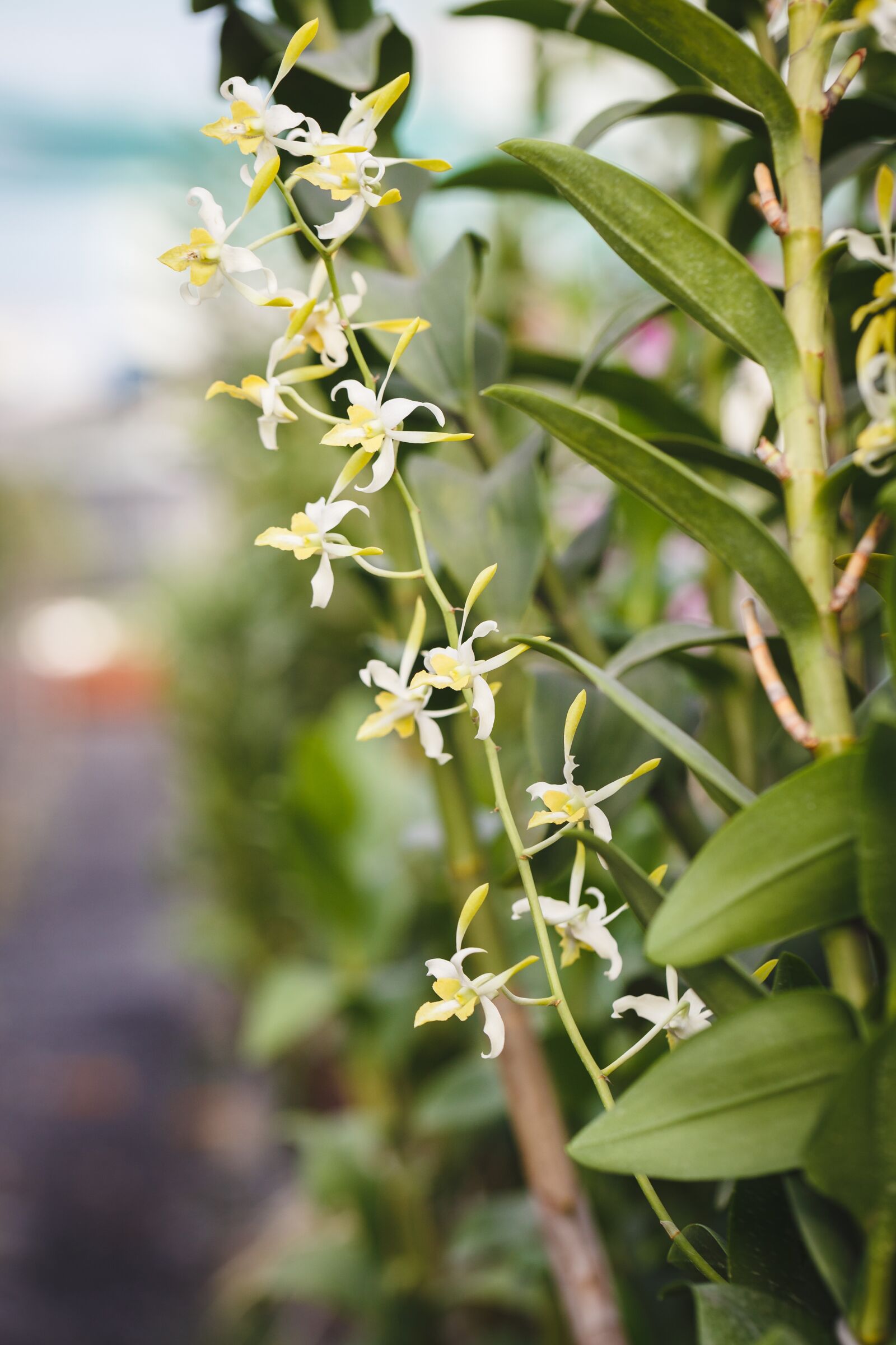 Canon EF 100mm F2.8L Macro IS USM sample photo. Natural pure, fresh, asia photography
