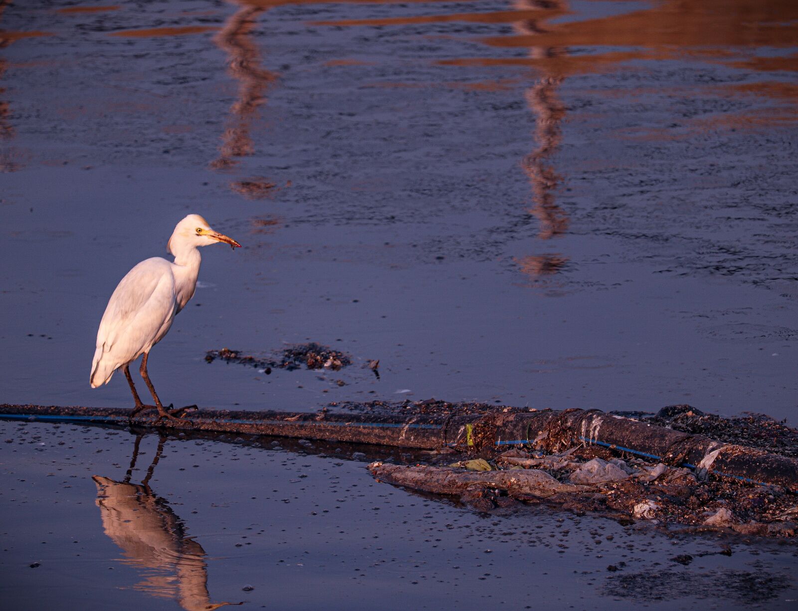 Canon EF-S 55-250mm F4-5.6 IS STM sample photo. Heron, waterfowl, water bird photography