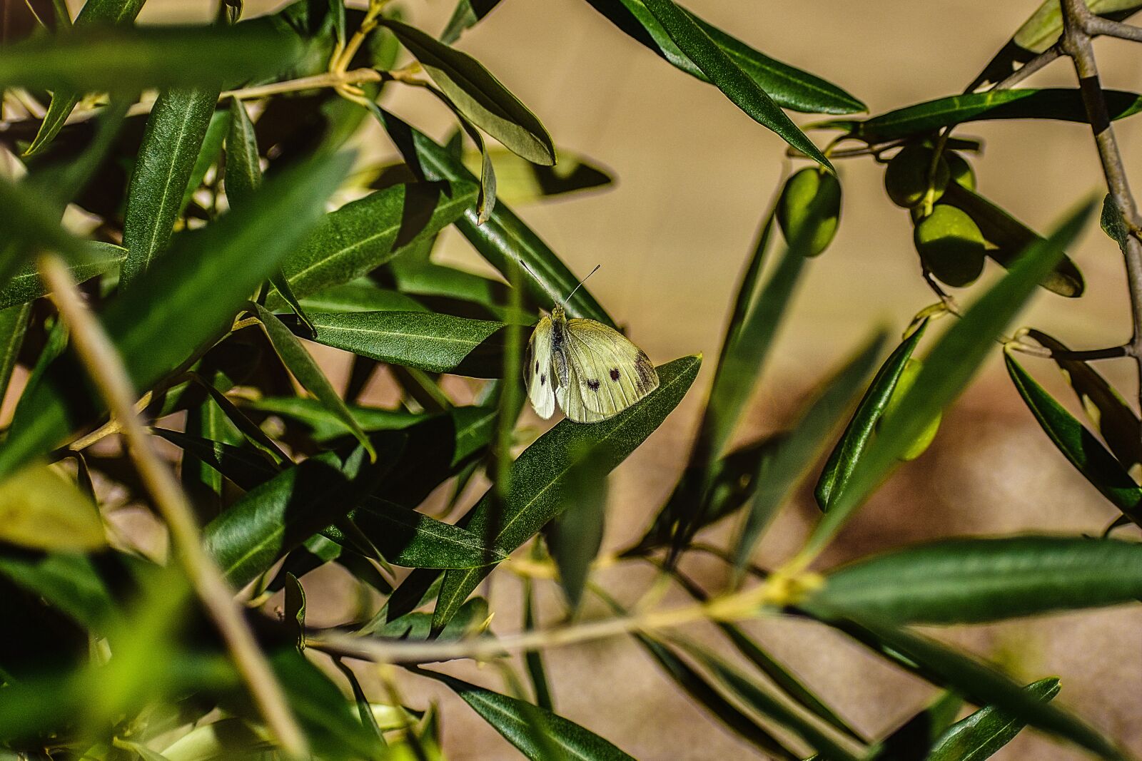 Nikon D3400 sample photo. Butterfly, animal, freedom photography