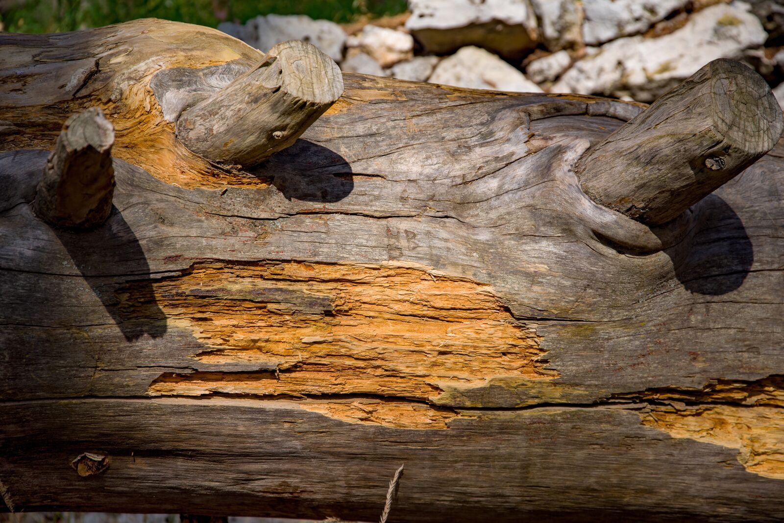 Pentax K-1 Mark II sample photo. Wood, cedar, tree photography