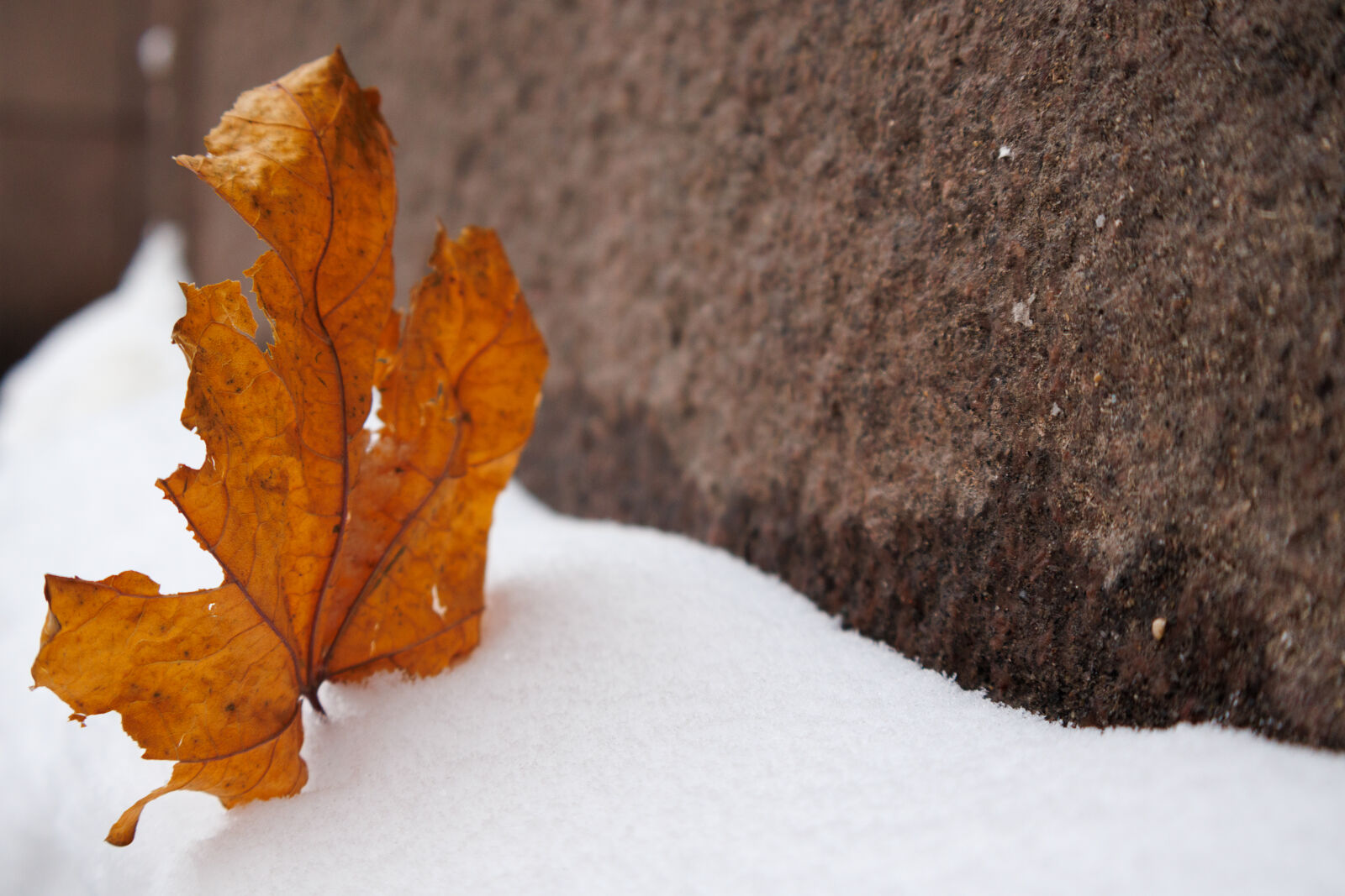 Canon EOS R50 sample photo. Leaf of the another photography