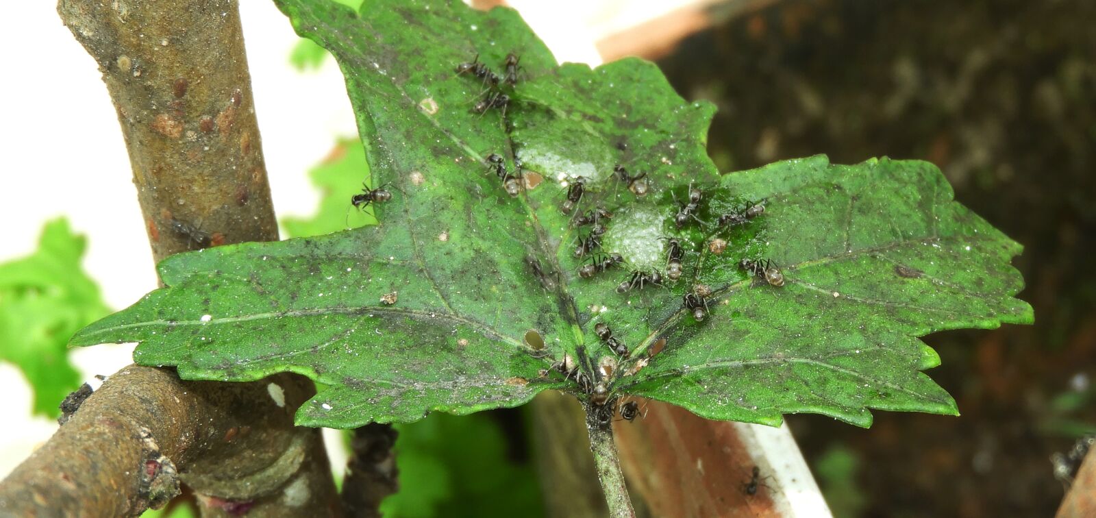 Nikon Coolpix B700 sample photo. Nature insects, ants, leaf photography