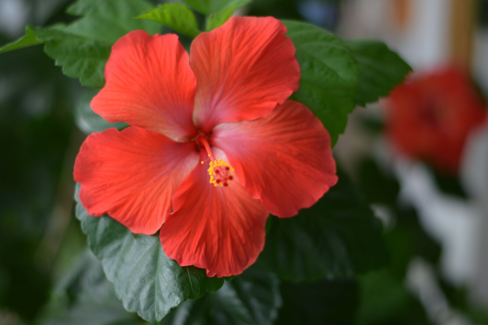 Nikon D3300 sample photo. Hibiscus, flower, hawaii photography