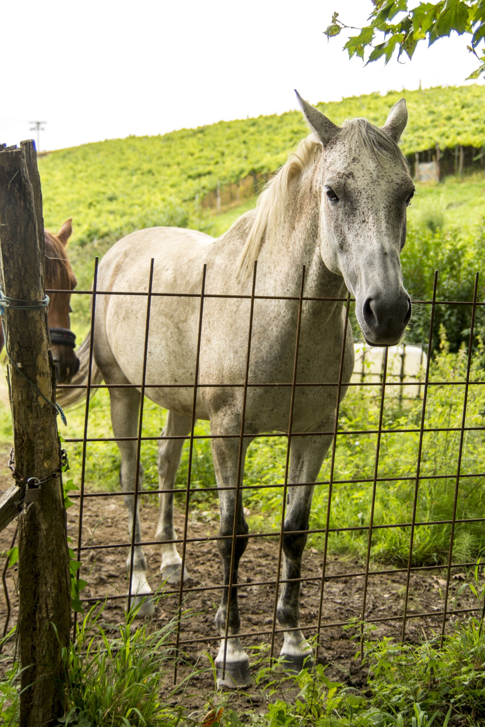 Nikon D7100 sample photo. The horse, animal, stallion photography