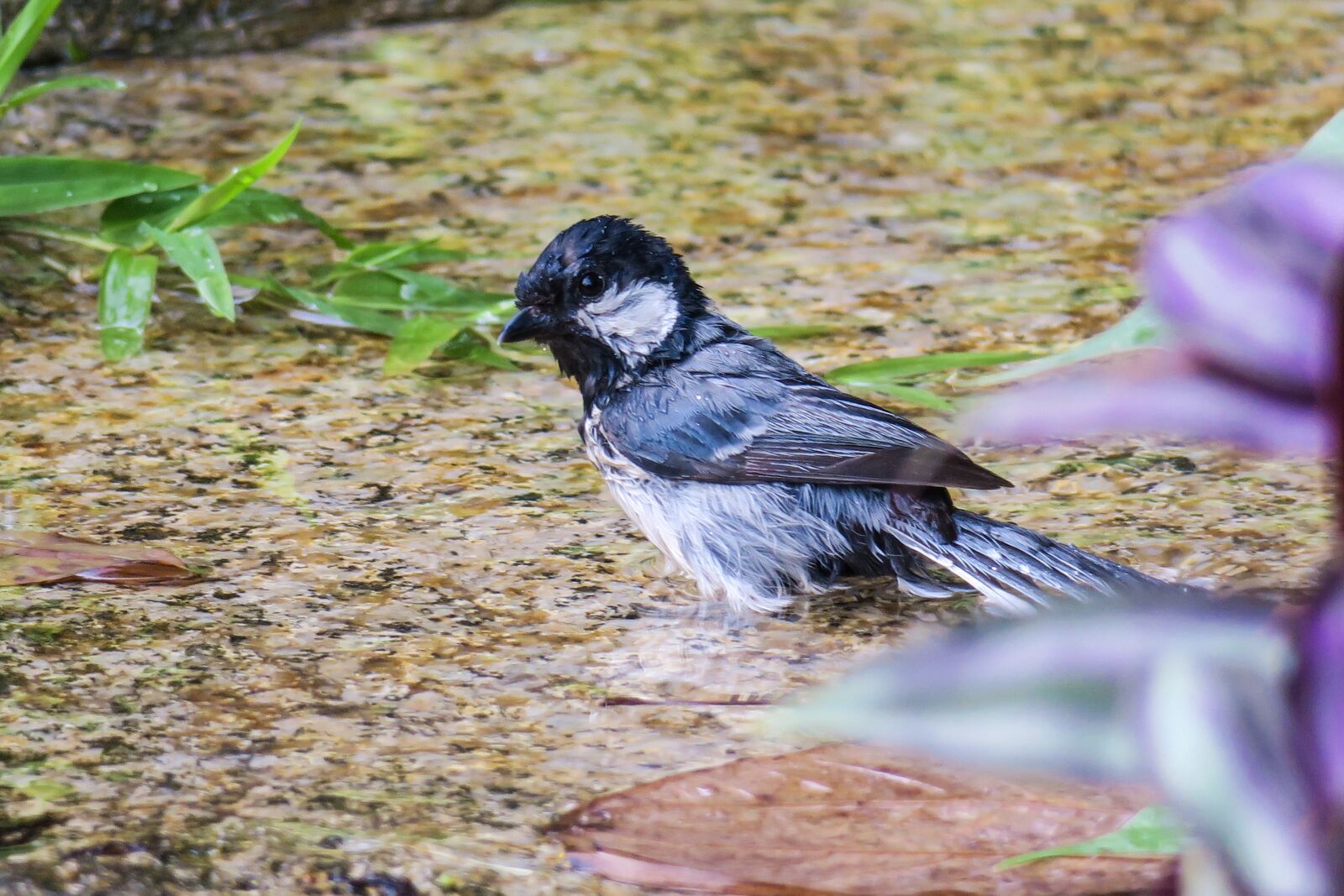 Canon PowerShot G3 X sample photo. 苍背山雀, nature, bird photography