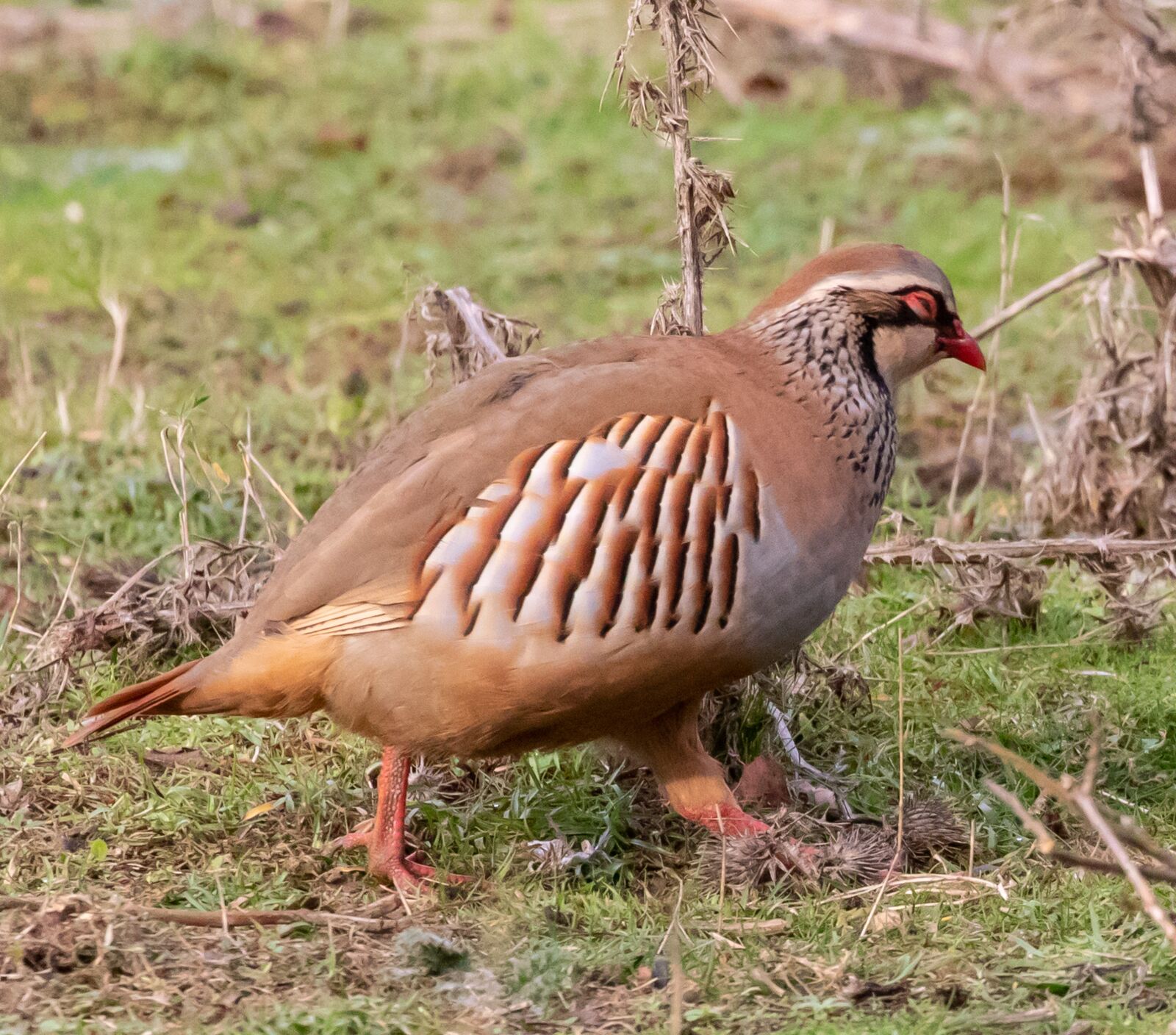 Canon EOS 7D Mark II sample photo. Partridge, game bird, game photography