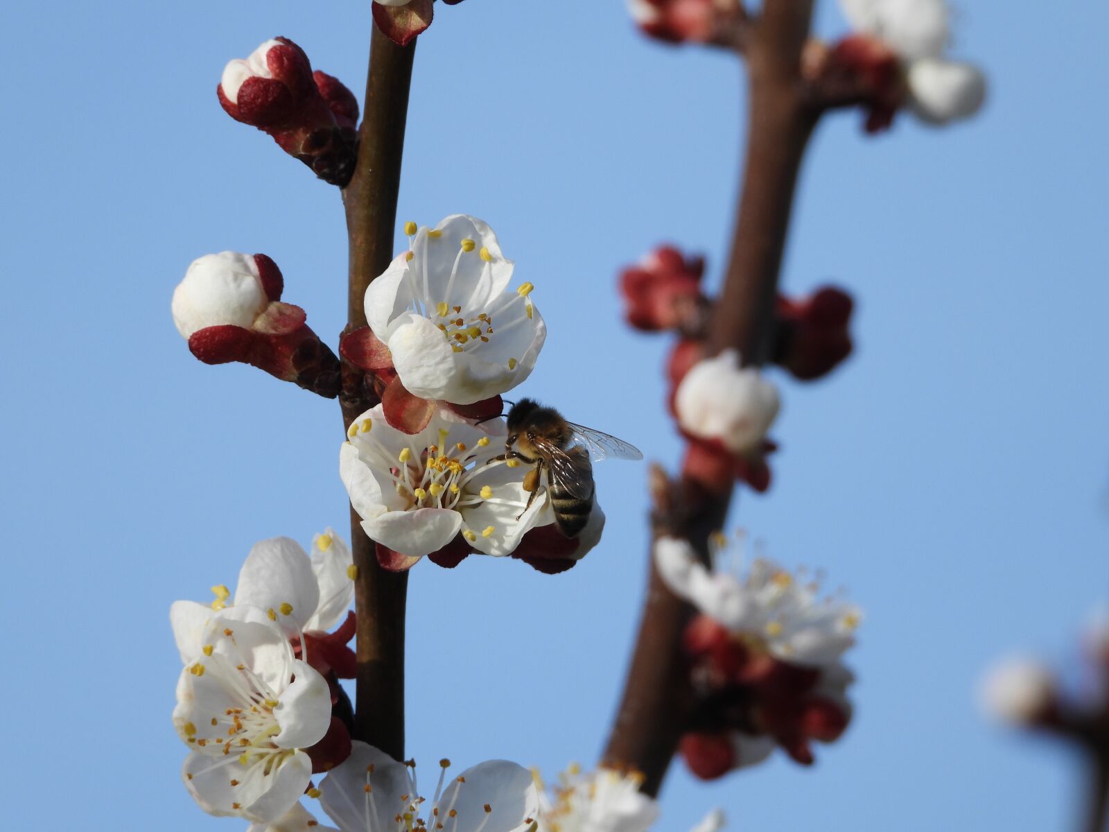Nikon Coolpix P1000 sample photo. Sprig, fruit tree, apricot photography