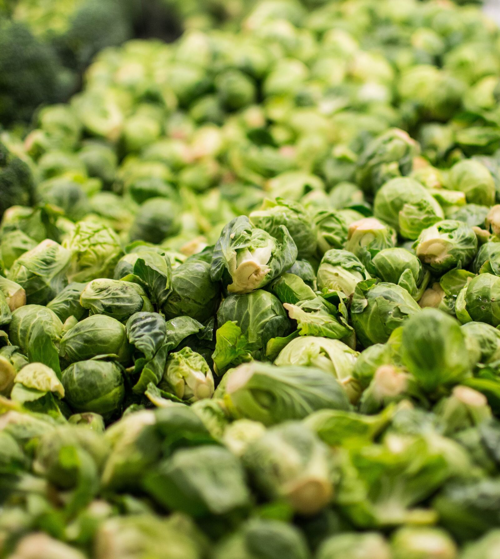 Nikon D7200 sample photo. Agriculture, cabbage, vegetable photography