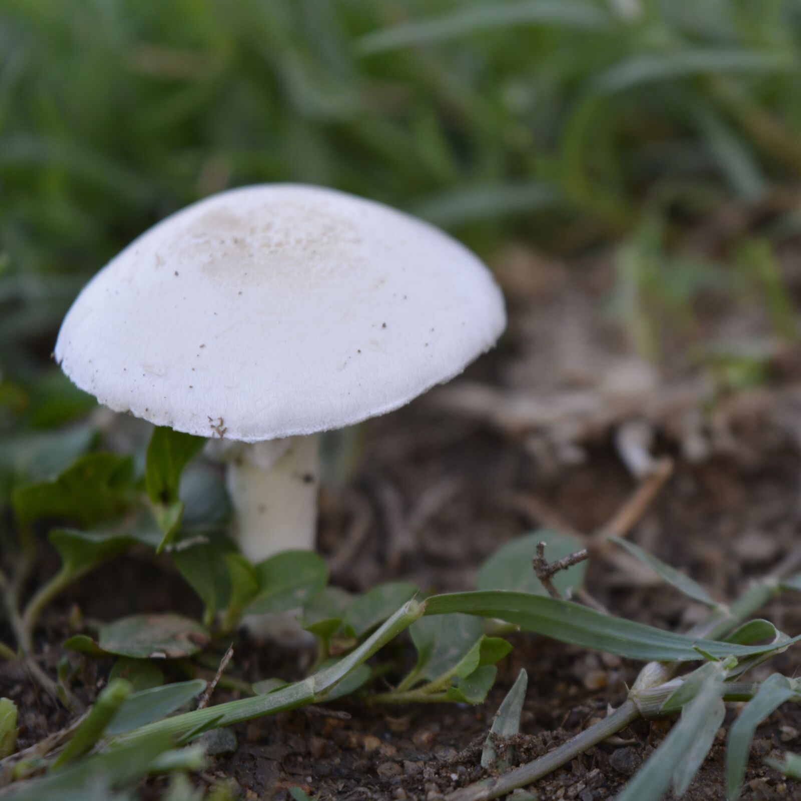 Nikon D5200 sample photo. Mushroom, fungus, boletus photography