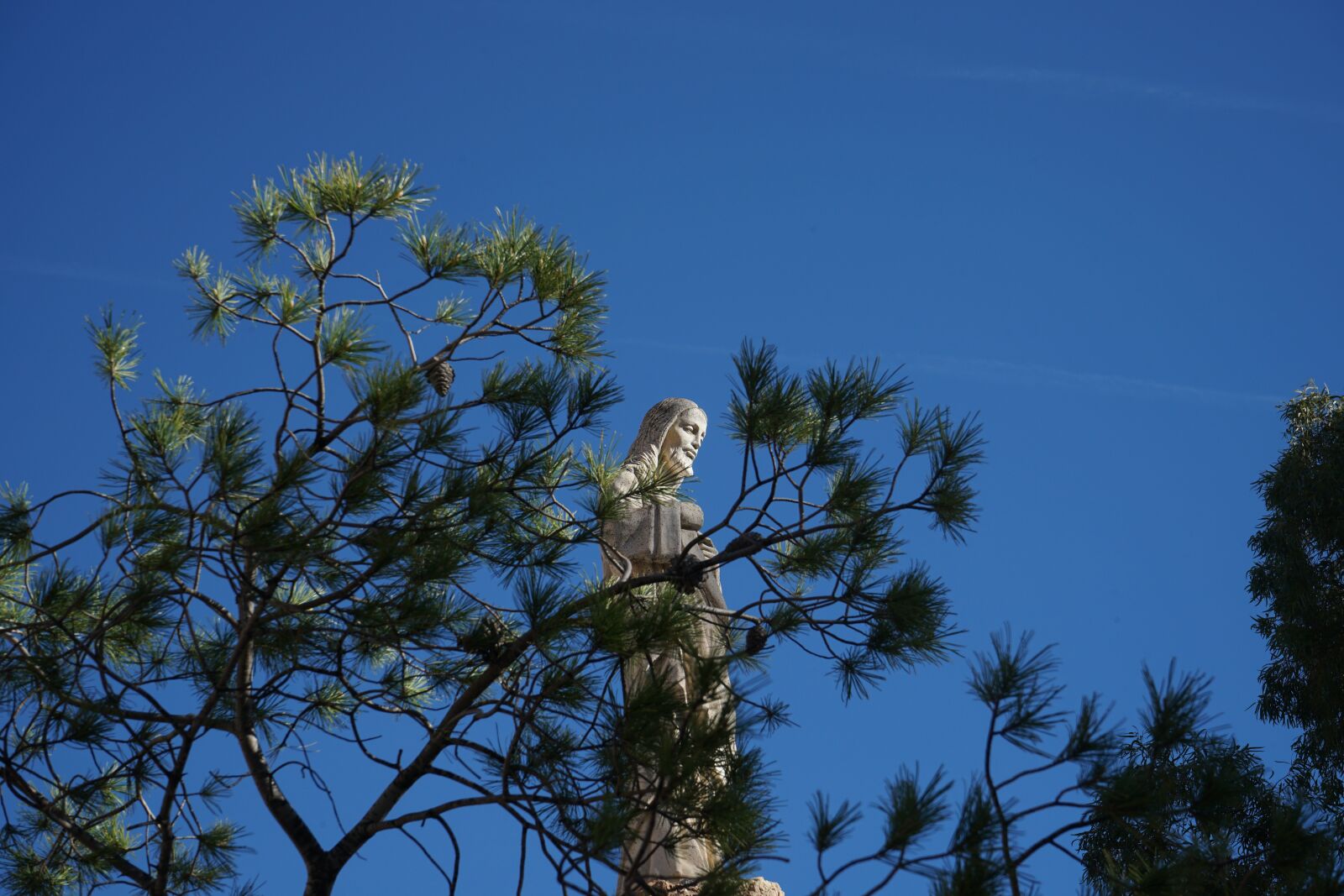 Sony a7 II + Sony FE 28-70mm F3.5-5.6 OSS sample photo. Branch, green, christ photography