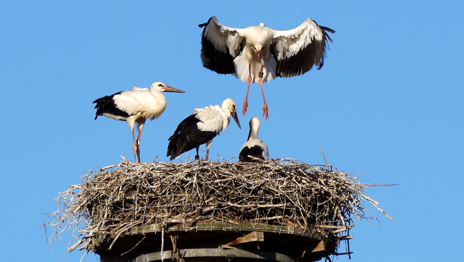 Sony E 55-210mm F4.5-6.3 OSS sample photo. Stork, flight exercise, storchennest photography