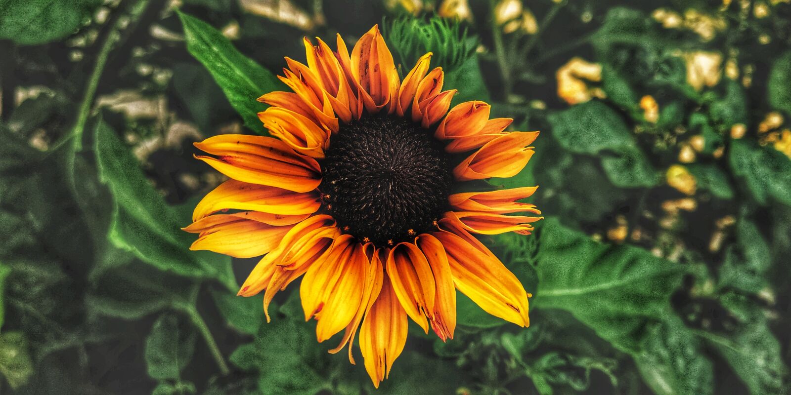 Xiaomi Redmi Note 5 Pro sample photo. Flora, nature, flower photography
