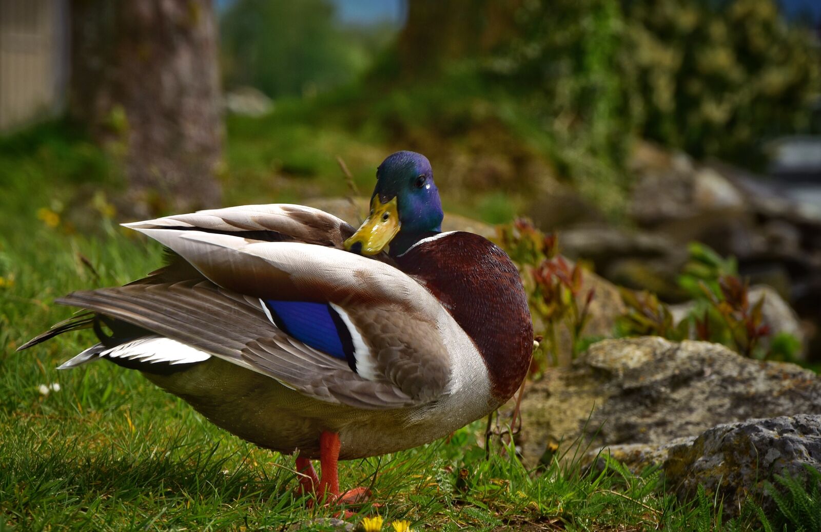 Nikon D7200 sample photo. Duck, drake, water bird photography
