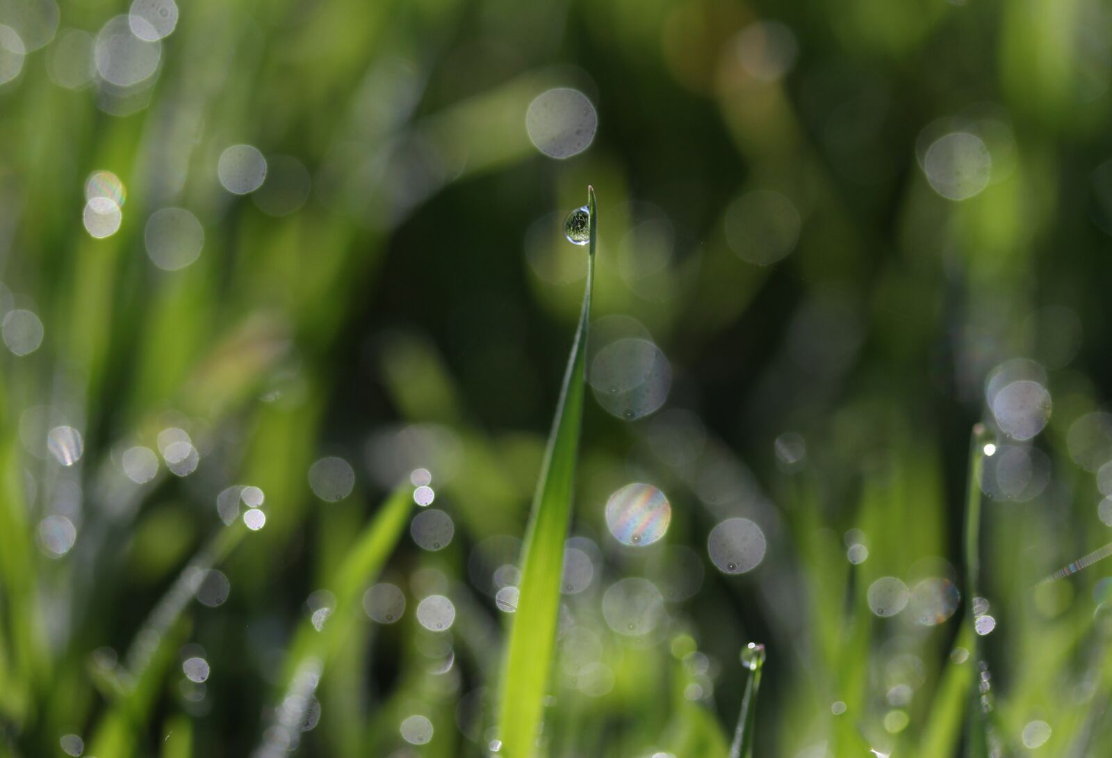 Canon EF-S 60mm F2.8 Macro USM sample photo. Grass, dew, green photography
