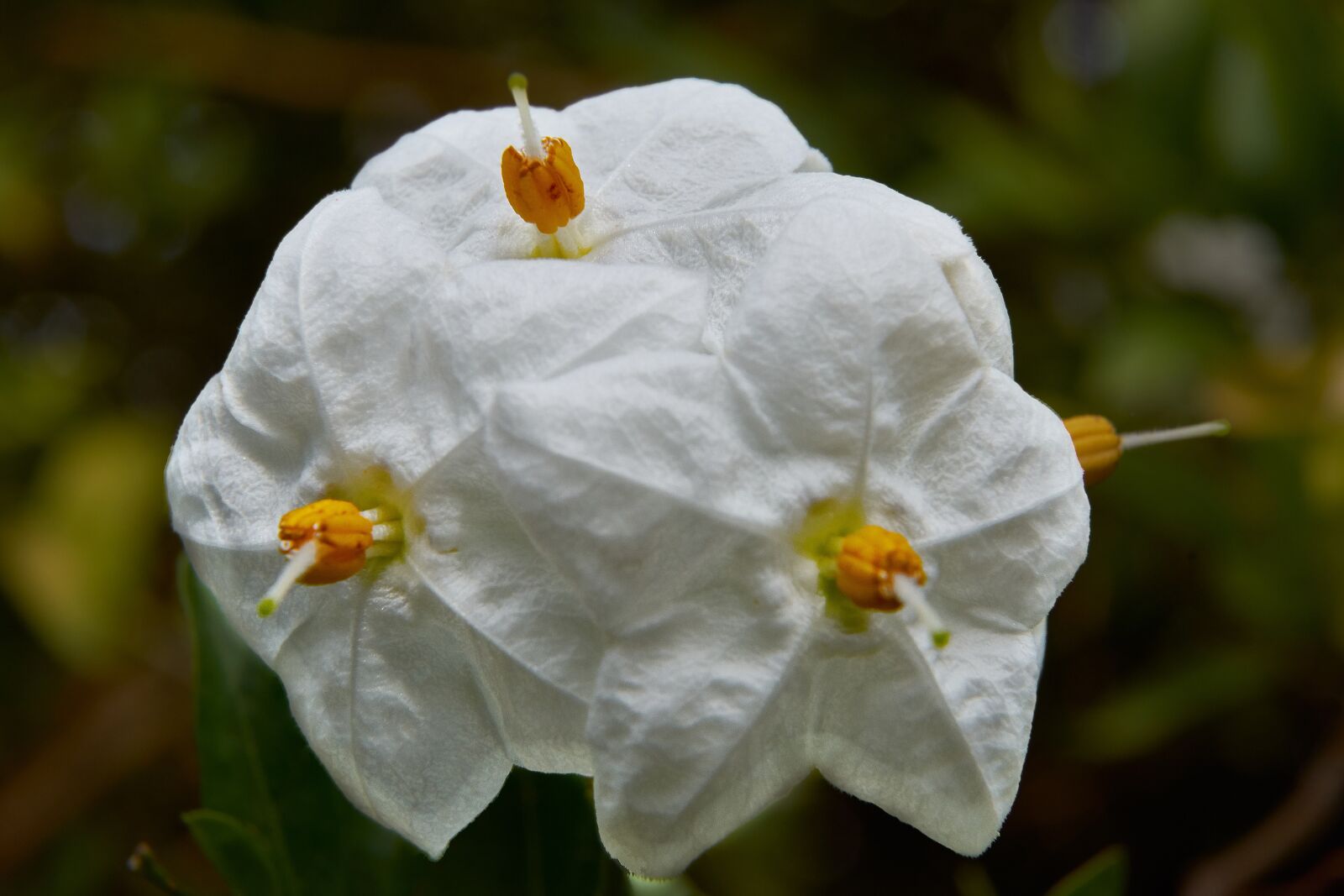 Nikon D7200 sample photo. Flower, white, spring photography