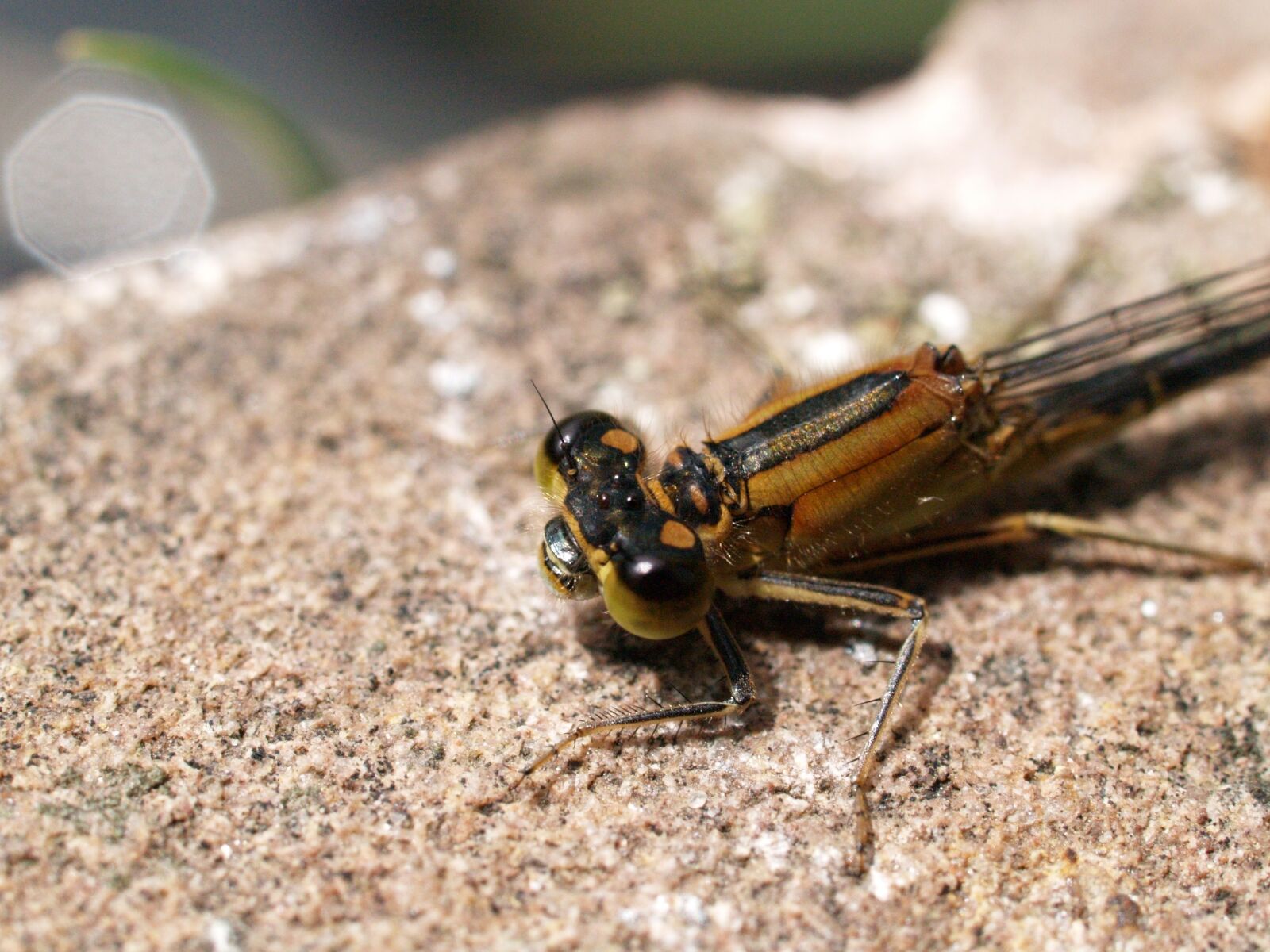 Olympus E-500 (EVOLT E-500) sample photo. Dragonfly, insect, nature photography
