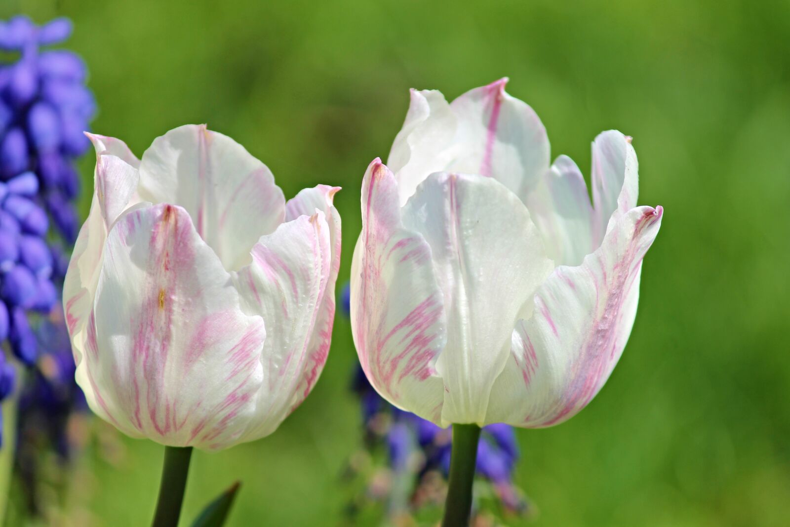 Canon EOS 1100D (EOS Rebel T3 / EOS Kiss X50) sample photo. Tulips, white, pink photography