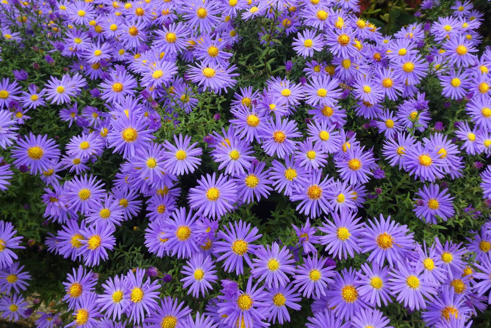 Panasonic Lumix DC-ZS70 (Lumix DC-TZ90) sample photo. Herfstasters, aster, autumn photography