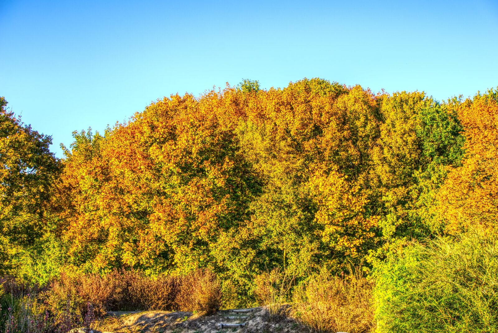Sony a6000 sample photo. Trees, colorful, autumn photography