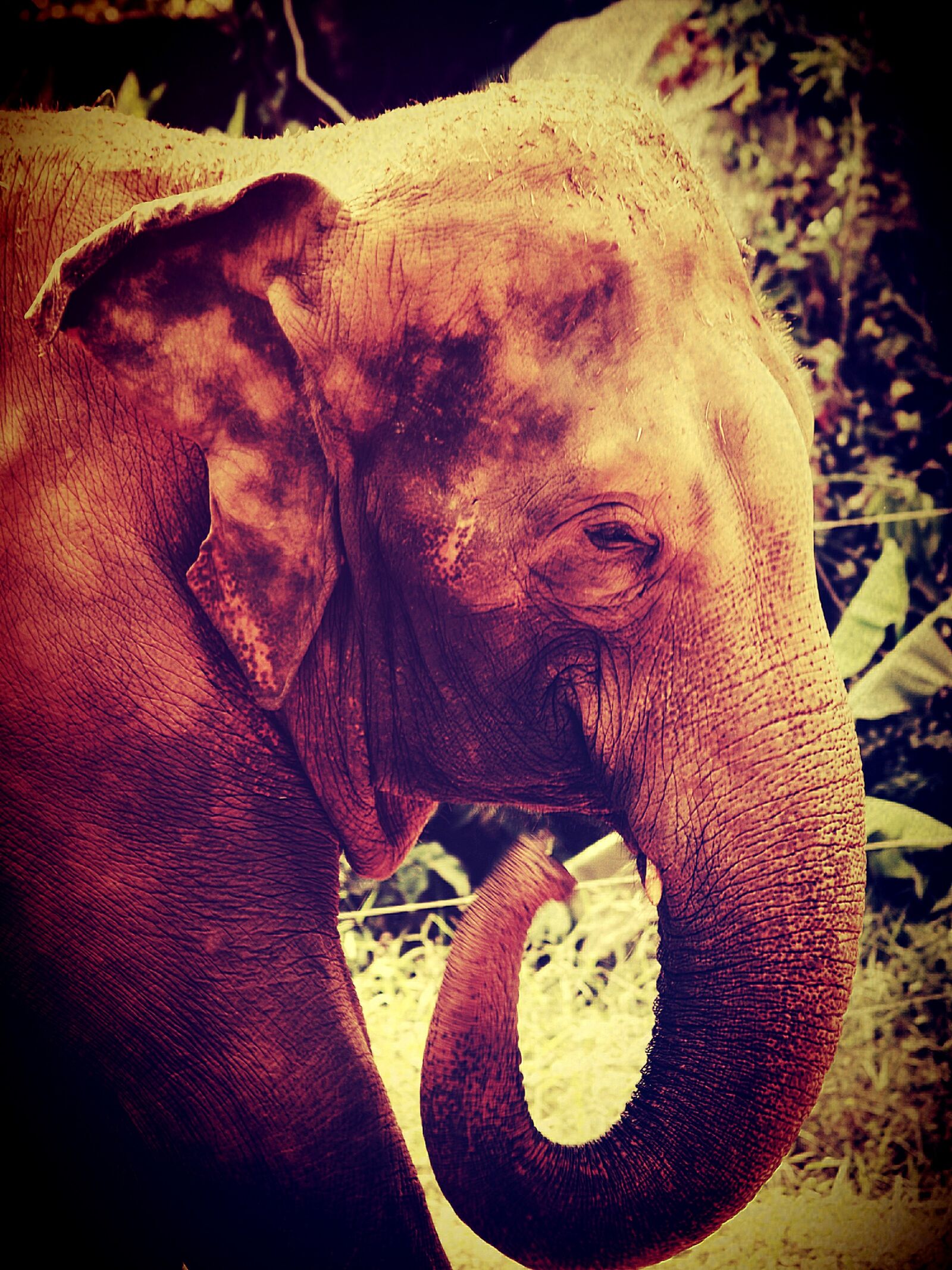 Olympus E-300 (EVOLT E-300) sample photo. African, aged, animal photography